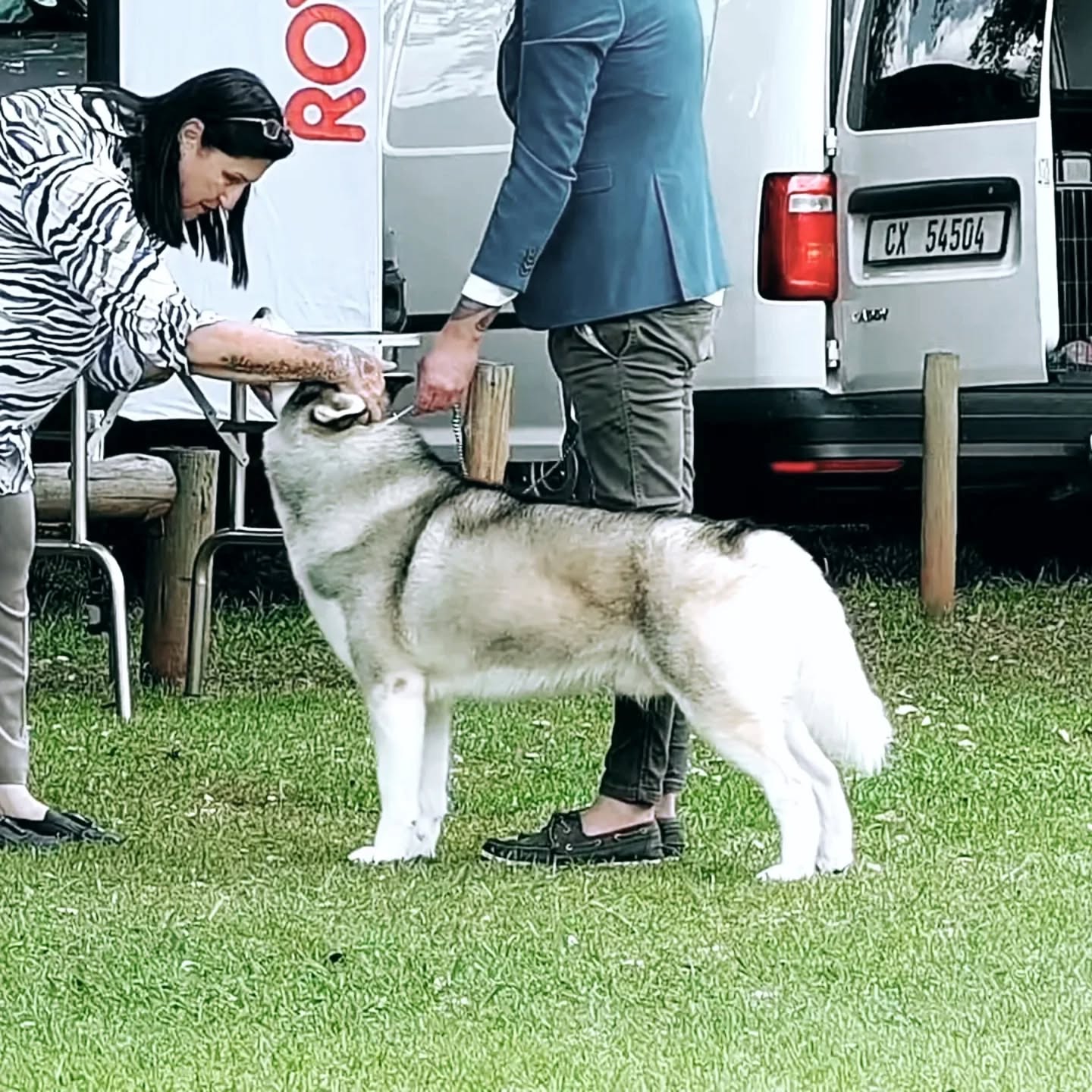 NAPC Top Working Dog for 2026 ➡️ SP CH INT C.I.B CH HIGHTOWER'S KNOXVILLE COWBOY WITH SPIRITKEEPER JM NAT.DOG'25 NAT.WORKING '24'25 ZAW'24'25 CGC BR