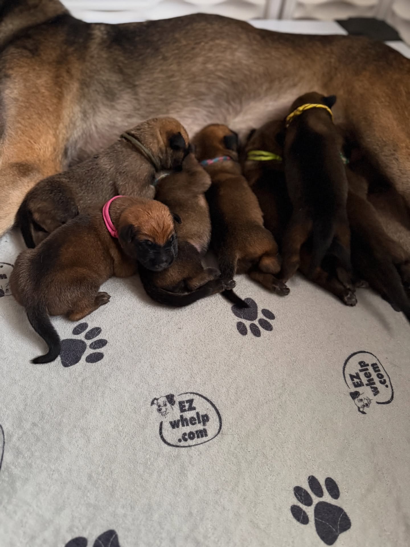 Introducing the C Litter 💕
Katniss X Anvil
DOB: 1/5/2026
4m/3f
“Cantor” (Army Green) 🤎
“Cherish” (Pink & Blue) 💘
“Constant” (Green & White) 🤍
“Cupid” (Pink) 💞
“Cosette” (Lime Green) 💚
“Celine” (Blue & White) 🩵
“Chorus” (Yellow) 💛
Currently accepting male inquiries