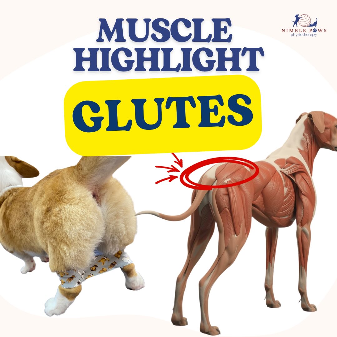 The gluteal muscles play a key role in stabilising the hips and supporting propulsion during walking and running.
When they underperform, other parts of the body quietly compensates.
Want to help your pup build stronger glutes? š
š¾ Catch our reel this Saturday to learn safe, effective movements you can try with them!
šØ For educational purposes only. This is not a substitute for physiotherapy assessment.
#nimblepaws #movementmatters #caninerehab #dogphysio #sgdogs