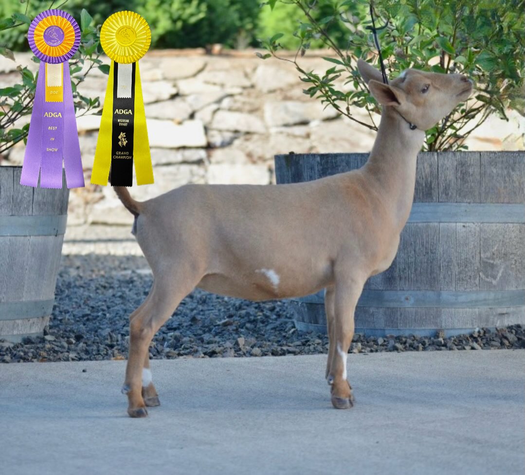 The famous Skippy… small, but mighty!
✨Hanson Hideaway Skippy PnutBtr 🥜 ✨
We purchased Skippy in the summer of 2025 and picked her up at the “Barn in the USA” show. We chose to add her to our herd, Rockin J Farm, because her Dam, Hanson Hideaway JZ Baby Ruth 4*M VVEV 87, is a littermate sister to our doe Pixie.
Skippy has more than proven she belongs here—between her dominance in the show ring and her sweet, fun personality, she’s quickly become a favorite!
🏆 Show Highlights:
• 🎉 GCH & BIS at our last show attended in 2025; Open Oregon State Fair Show
• Judge praised her smoothly blended body and general appearance
• Considered her the widest junior doe at the show!
🐐 Pedigree Notes:
Skippy’s Sire, Hanson Hideaway MM Jack Frost *B VEE 87, is related to many of our does through Mr. Pibb. Both Pibb and Jack trace back to CH Hanson Hideaway BV Marshmallow *B VEE 90 lines.
🌟 Looking Ahead:
We are so excited for Skippy to be a first freshener in 2027. For now, she’ll keep enjoying life as a junior doe while competing in 4-H County and State Fair!
💛🐐
Go check out her pedigree at https://www.rockin-j-farm.com/skippy 🧬
#adga #nigeriandwarfgoats #dairygoats #farmlife #showgoats
