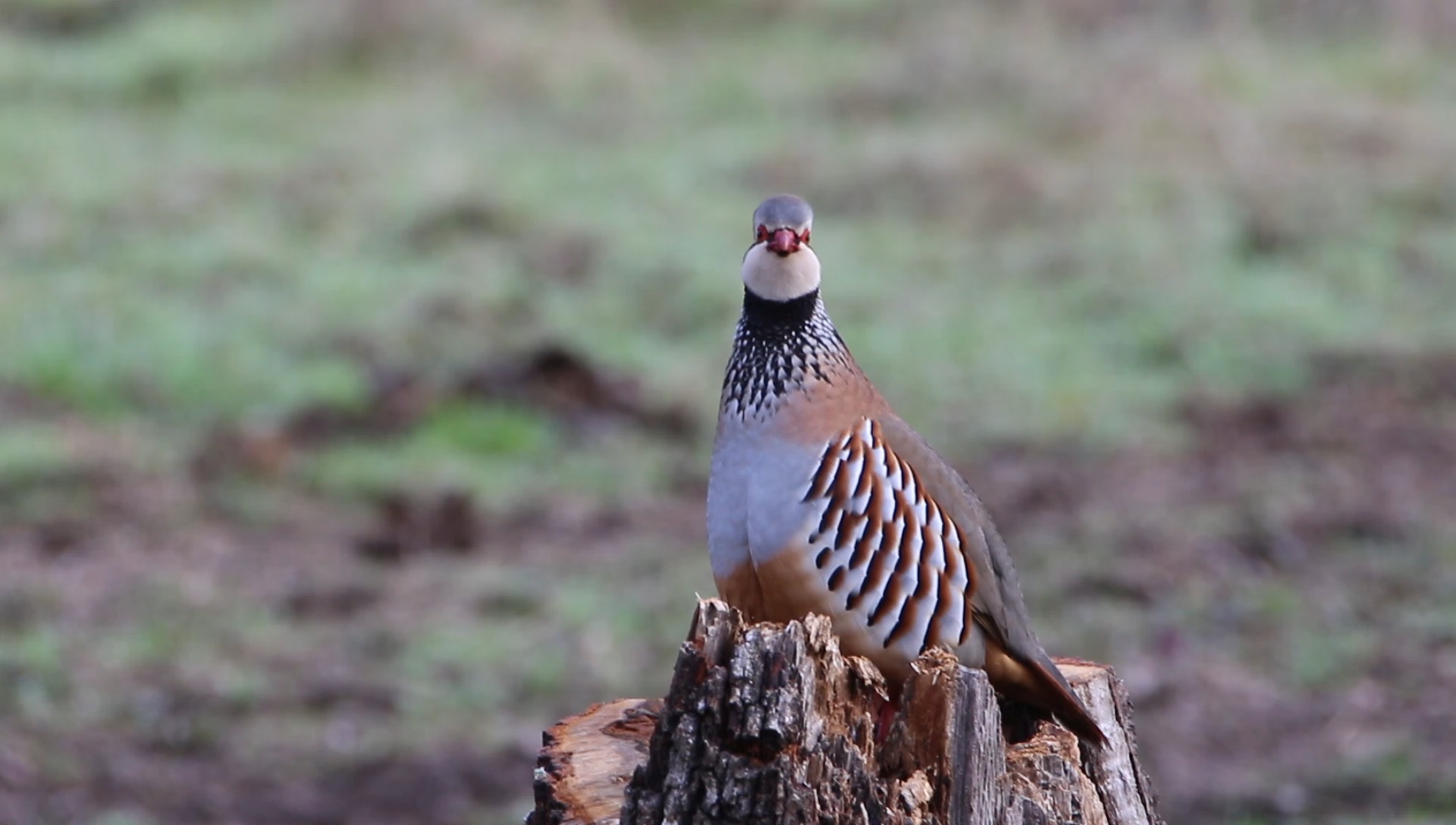 🇪🇸 A finales de diciembre puede observarse el inicio del comportamiento territorial en los machos de perdiz roja (Alectoris rufa), que comienzan a defender activamente sus áreas de reproducción.
Durante los meses de enero y febrero, esta conducta se intensifica y los machos emiten su característico y potente canto desde posaderos elevados, como troncos caídos o rocas, con el objetivo de atraer a las hembras.
Hacia finales de mayo, es frecuente observar a las hembras acompañadas de sus polladas, que suelen estar compuestas por entre 15 y 16 pollos.
En el este y sur de la Península Ibérica habita una subespecie endémica de perdiz roja (Alectoris rufa intercedens), la cual presenta ligeras diferencias morfológicas en comparación con la otra subespecie de perdiz roja presente en la Península.
Si tú también sueñas con observar y fotografiar aves en su hábitat natural, te invitamos a vivir la experiencia en nuestros safaris de observación de fauna silvestre.
Más info y reservas:
www.lyncisecoturismo.com
lyncisecoturismo@gmail.com
(+34) 603 90 74 35
🇬🇧 By late December, the onset of territorial behaviour can be observed in male Red-legged Partridges (Alectoris rufa), which begin to actively defend their breeding areas.
During January and February, this behaviour intensifies, and males emit their distinctive and powerful calls from elevated perches—such as fallen logs or rocks—in order to attract females.
By late May, females are commonly seen accompanied by their broods, typically consisting of 15 to 16 chicks.
In the eastern and southern regions of the Iberian Peninsula, an endemic subspecies of the Red-legged Partridge (Alectoris rufa intercedens) occurs, showing slight morphological differences compared to the other Red-legged Partridge subspecies present in the Peninsula.
If you also dream of observing and photographing birds in their natural habitat, we invite you to experience our wildlife-watching safaris.
More information and bookings:
www.lyncisecoturismo.com
lyncisecoturismo@gmail.com
(+34) 603 90 74 35