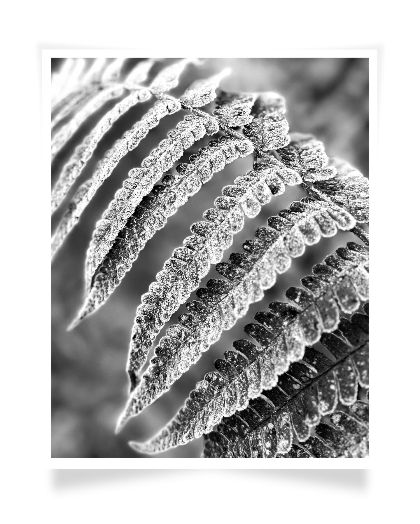 ‘Nature is pleased with simplicity. And nature is no dummy.’ - Isaac Newton
.
#natureartphotography #thisismadeindc #kpmphotoart