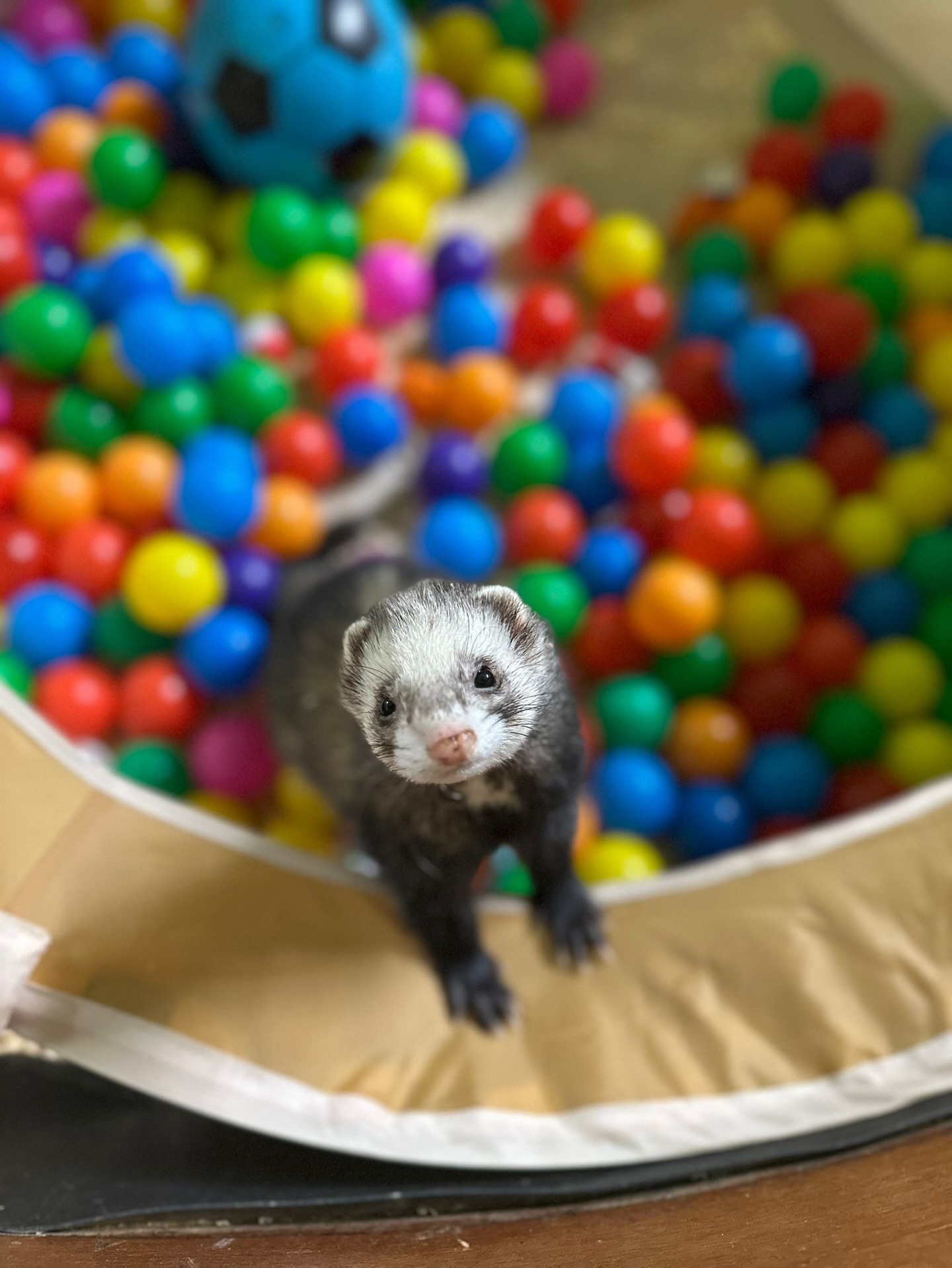 Some fun for the #ferrets today caught on our Keeper Cam! ๐๐ธ
What do you think - would you cuddle one of these cuties or are you not a ferret fan? ๐ Let us know!
#cuteanimals #animals #ayrshire #headsofayrfarmpark