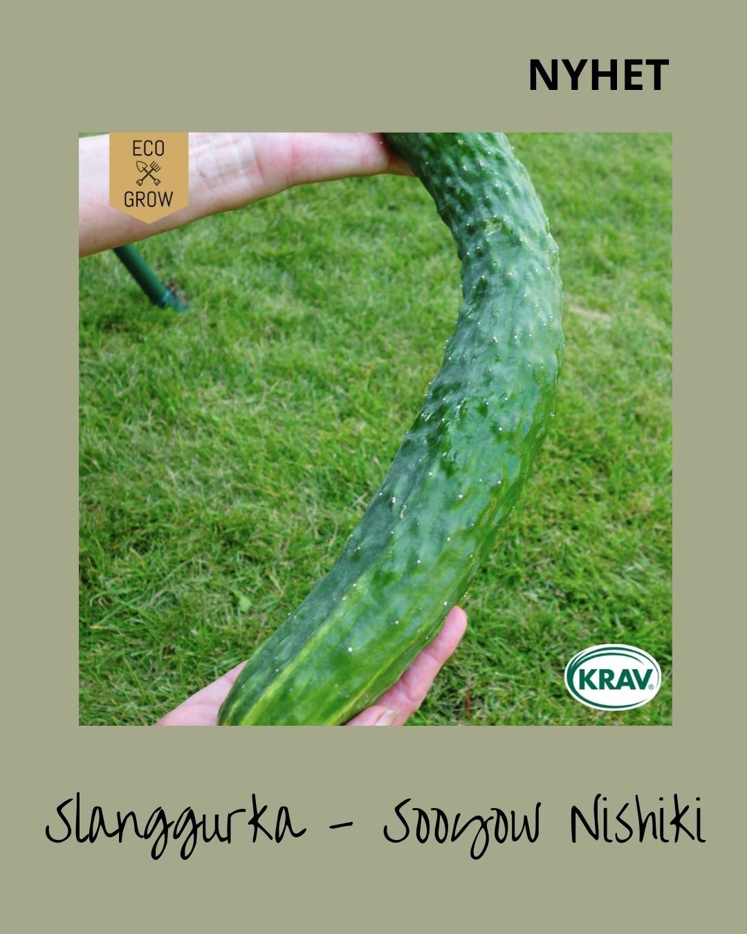 Slanggurka Sooyow Nishiki
Är en lättodlad och högproducerande japansk gurksort av asiatisk typ med långa, mörkgröna frukter på upp till 40 cm. Fruktköttet är sprött, saftigt och helt bitterfritt med en fin, söt smak. Det tunna skalet har åsar och små vita taggar som lätt försvinner vid sköljning – ingen skalning behövs. En delikat och dekorativ gurka med mycket smak som passar perfekt färsk i sallader.