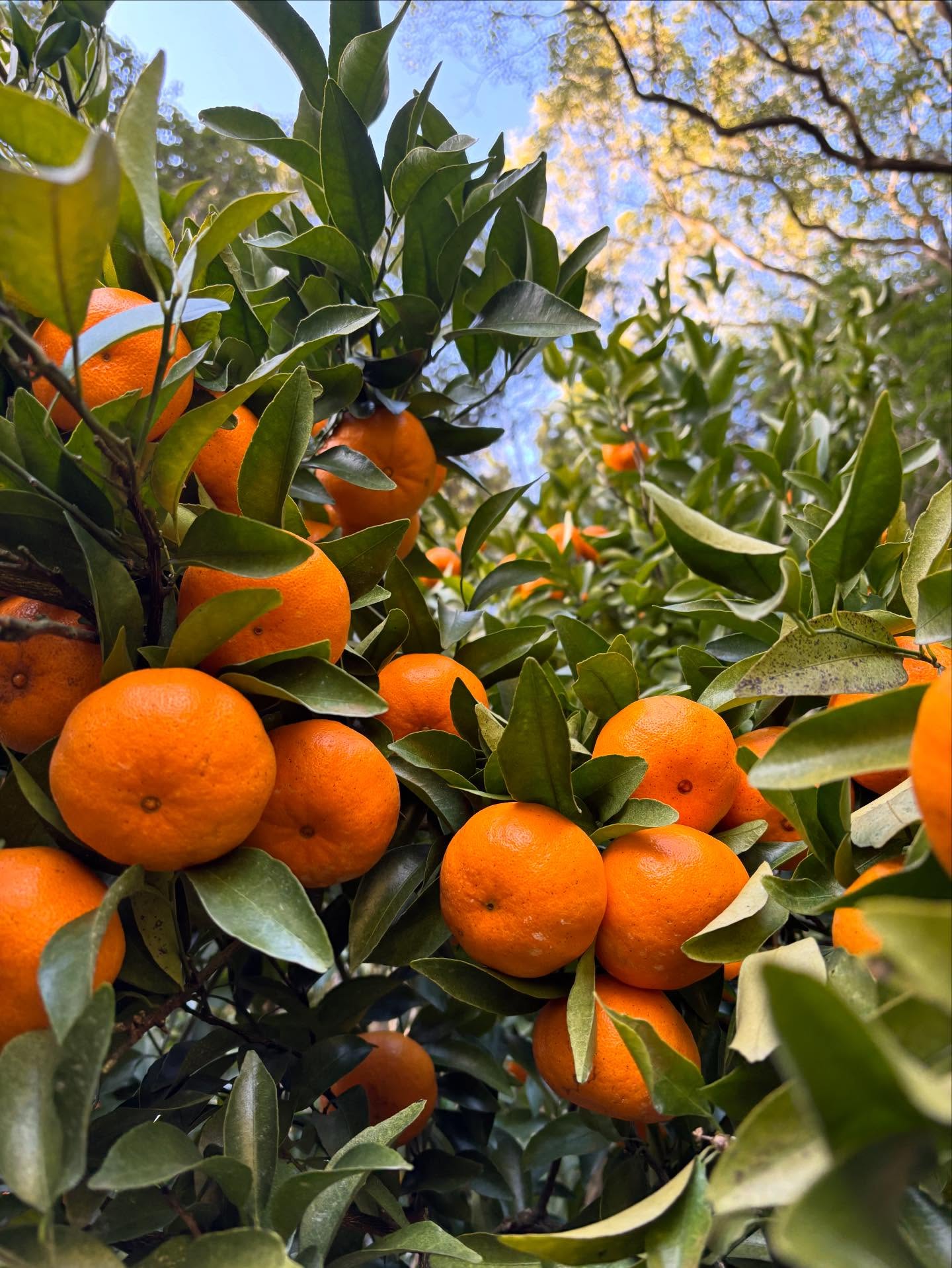 今週末1/17,18は横浜北仲マルシェに出店します。
みかん(少し)、ポンカン、レモン🍋をお持ちします!
天気も良さそうなので、試食も沢山お持ちします。
是非食べに来て下さい!
http://www.yokohama-kitanaka-marche.jp/