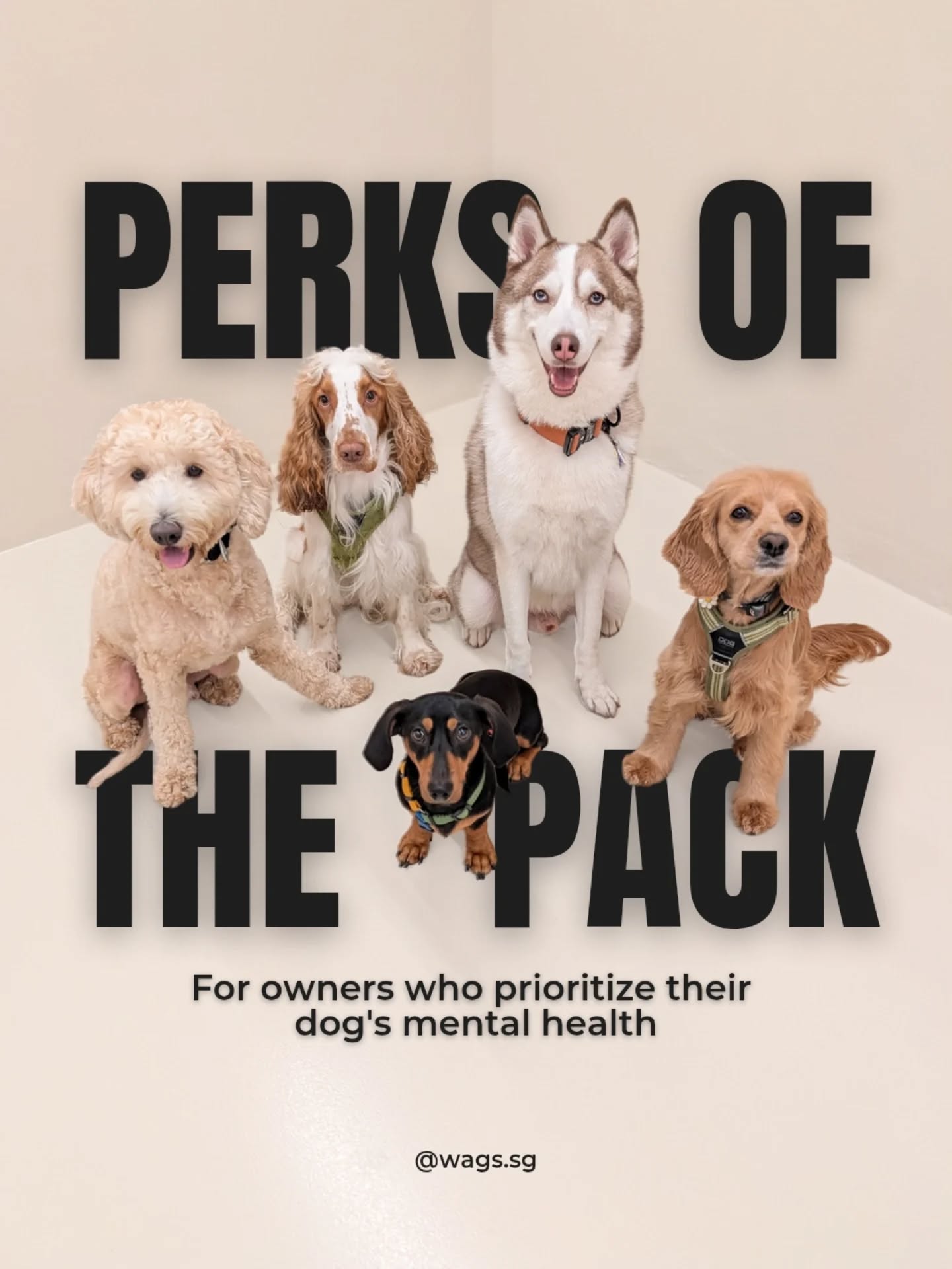 Perks of the Pack: For owners who prioritize their dog's mental health. ๐พ
Our Wags Pack is more than just a daycare; itโs a community of proactive owners in Singapore who understand that calmness is a lifestyle, not a quick fix. To say thank you for being the heart of this community, weโve launched our "๐๐ฒ๐ ๐ฎ ๐ฆ๐ฒ๐, ๐๐ถ๐๐ฒ ๐ฎ ๐ฆ๐ฒ๐" referral program, exclusive to our pack members. ๐ธ๐ฌ
We believe enrichment is better when shared! When a pack member refers a new friend who joins the rhythm, both owners receive a ๐๐ฅ๐๐ ๐ฃ๐ฎ๐๐๐น๐ฒ๐ฟ ๐ ๐ถ๐ป๐ถ ๐ฅ๐ฎ๐ถ๐ป๐ฏ๐ผ๐ ๐ฆ๐ฒ๐, curated and funded by us, thanks to our partners at @WoofLiving. ๐งฉ
๐ช๐ต๐ ๐๐ต๐ถ๐ ๐๐ฝ๐ฒ๐ฐ๐ถ๐ณ๐ถ๐ฐ ๐ด๐ถ๐ณ๐? Because fulfillment shouldnโt stop at our doors. The Pawzler ensures your dogโs mental needs are met even when theyโre not in our care.
Swipe to see the 3 steps to join the pack, or tap the link in our bio to book an assessment today. ๐
#Pawzler #TheWagsPack #CalmnessFirst #DogBehaviour #DogsOfSingapore