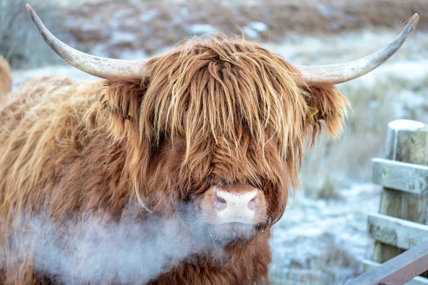 H E I L A N C O O
It is such a treat to have a herd (or fold in this case) of Highland Cows so close to where I live. It's hard to think of a more quintessential symbol of Scotland, and I personally think they are the most photogenic cows on the planet 🏴
.
.
.
#travelphotography #travel #nature #Scotland #travelblogger