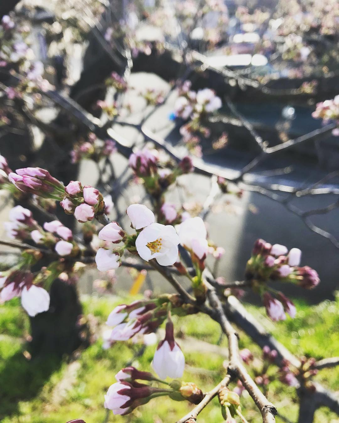 「桜の蕾ふくらむ」
京都の伏見での蕾のふくらみ具合です。もうすでに咲きかけているものも見受けられます。京都は南北に長いので、南にある伏見では来週末あたりが見所になるのでしょうか。
#京都桜
#桜
#蕾
#ふしみ
#伏見小枝橋付近
#ふしみ美人