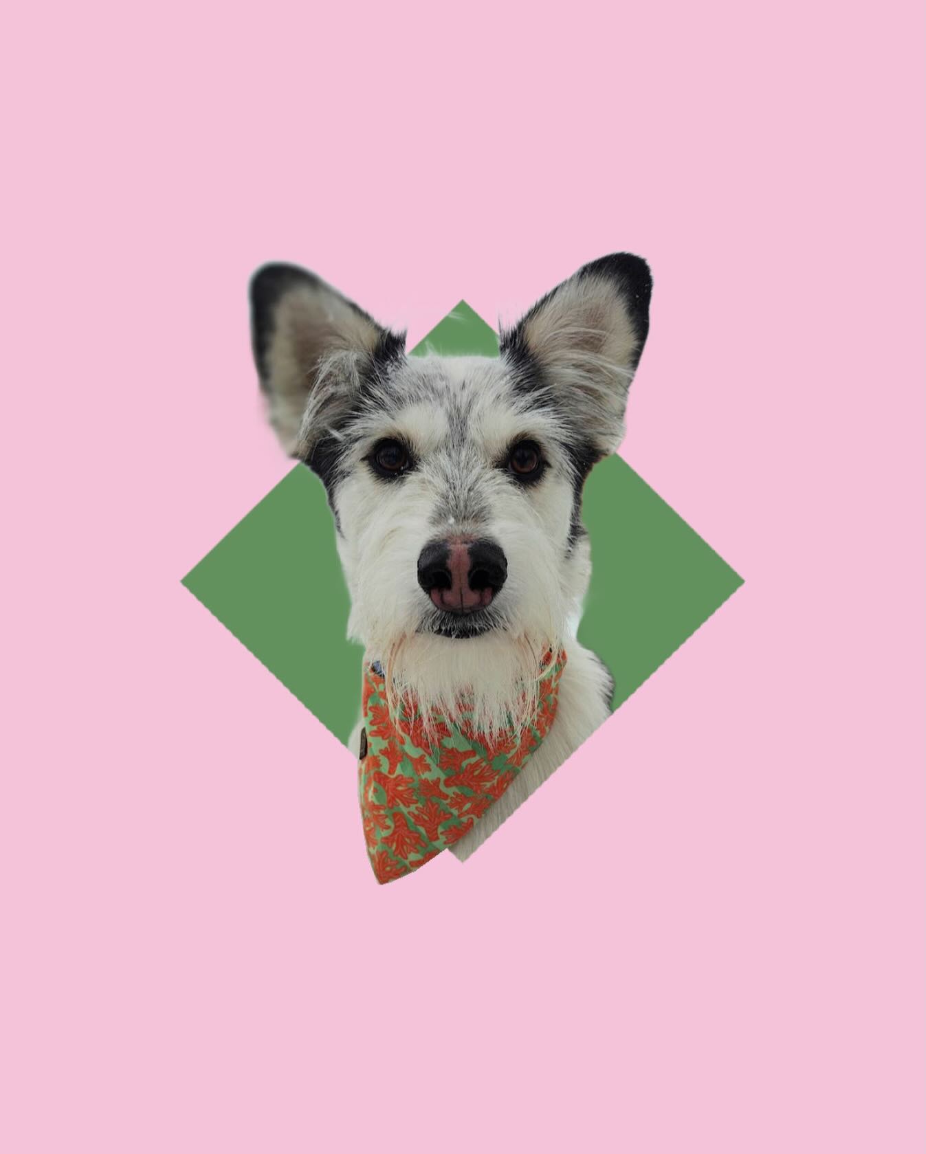 ✨ WELCOME SILLY BILLIE GIRL ✨
A mystery super mutt supreme joins our team next: 2 year old Billie is a natural model and turns heads wherever she goes. She’s a social butterfly and would love to say hi if you see her out and about with her posse in London!
Billie’s mom describes her as social, easy-going, and gentle.
Follow @silliebilliegirl to learn more about Billie’s life in the Forest City!
#DogAmbassador #BrandAmbassador #LondonOnt #CanadianDogs #DogsOfInstagram