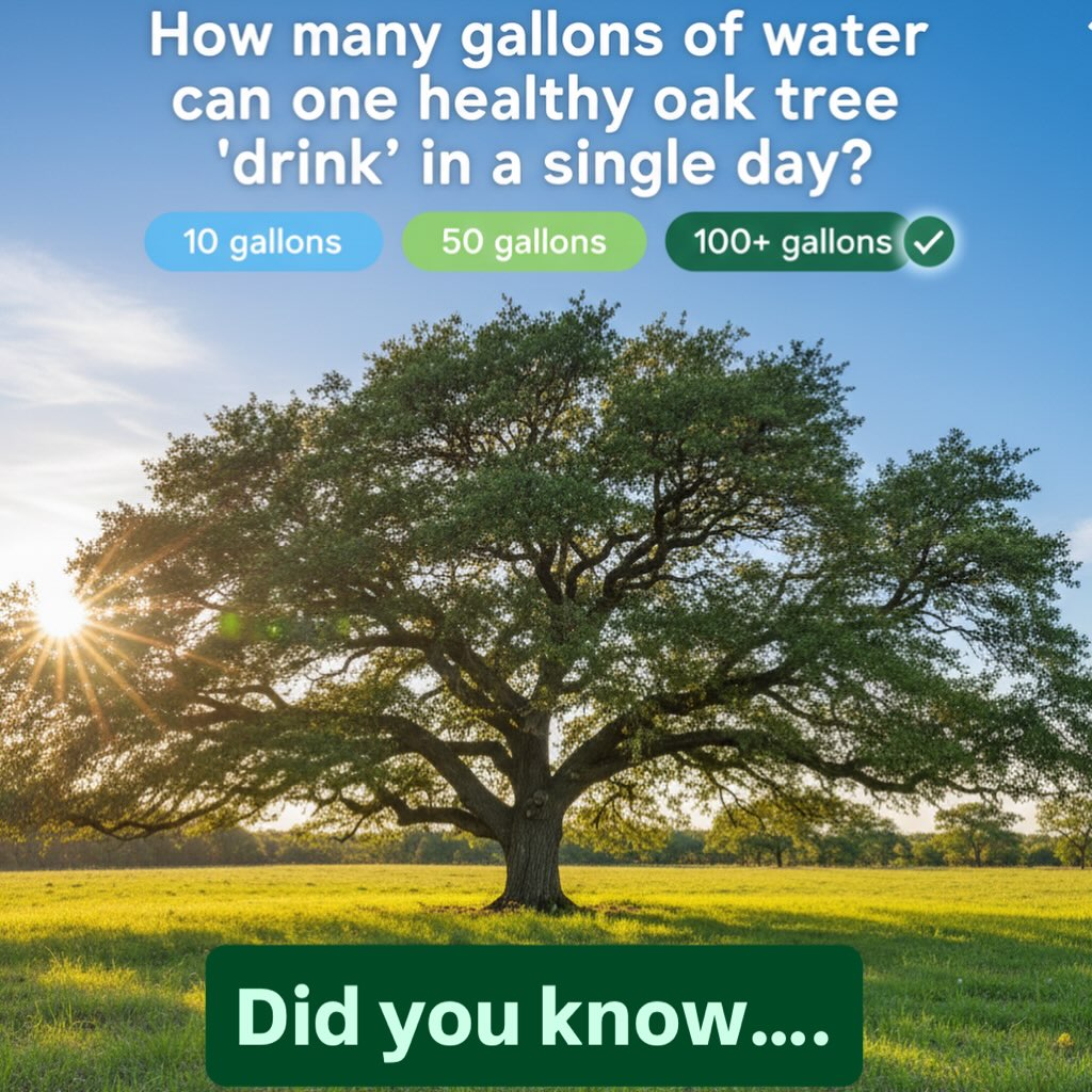 Did you know that through photosynthesis, trees act as natural air filters? They absorb CO2 and store it in their wood, roots, and soil, actively fighting climate change right in your backyard. 🌳🌿🌱
At TLC, we specialize in regenerative design, ensuring your landscape is built to maximize these natural benefits.
Ready to plant a legacy? Let’s design your climate-positive landscape today.
🔗 Link in bio!
#TheLandscapeCooperative #SanAntonioLandscaping #RegenerativeDesign #CarbonCapture #ClimateAction #NativePlantsTexas #EcoFriendlyLiving #SustainableSanAntonio #TreeCare #Photosynthesis #GardenEcosystem #SatxGardening #SoilHealth