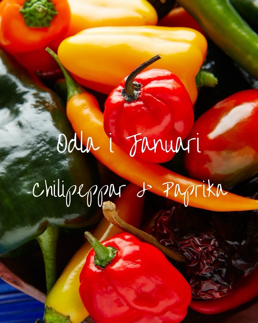 Januari är här och det är dags att förså 🌱
Först ut är chilipeppar och paprika 🌶️
Här kommer vårt sortiment – vilka sorter sår du i år?