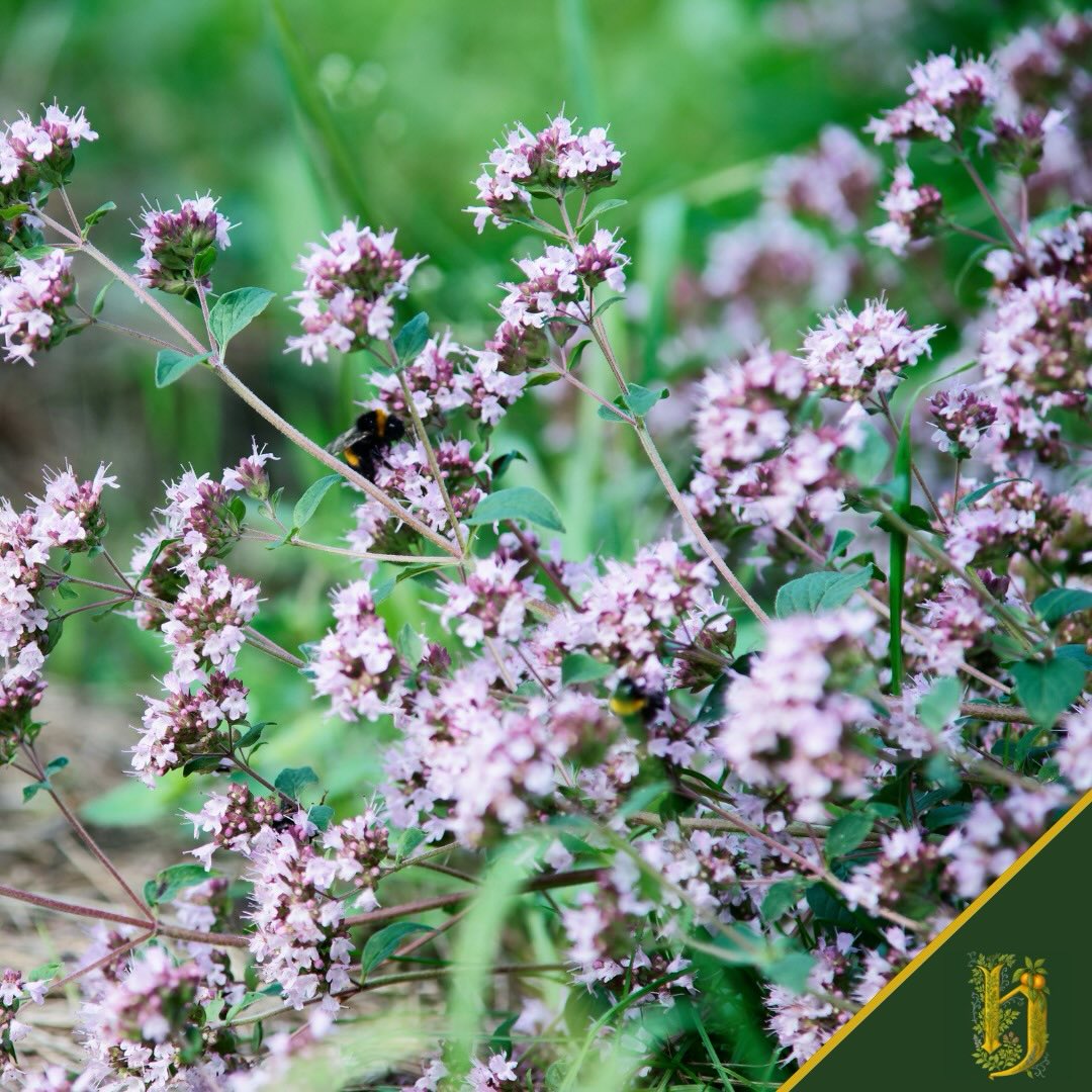 2 - ORIGANO
Origanum vulgare
Fiori rosa-viola che profumano di estate.
Un aroma che non si impone, ma seduce.
In Herbarium, l’origano spontaneo porta:
👉🏻 Dolcezza erbacea
🌸Note floreali inaspettate
🌊Un ricordo di Mediterraneo che si intreccia con le Alpi
Raccolto in piena fioritura, quando l’essenza è al suo massimo.
2 di 7 botaniche friulane.
Ognuna ha il suo ruolo. Ognuna è insostituibile.
🌸 Herbarium
#Origano #BotanicheFriulane #Herbarium #VermouthArtigianale #Natura