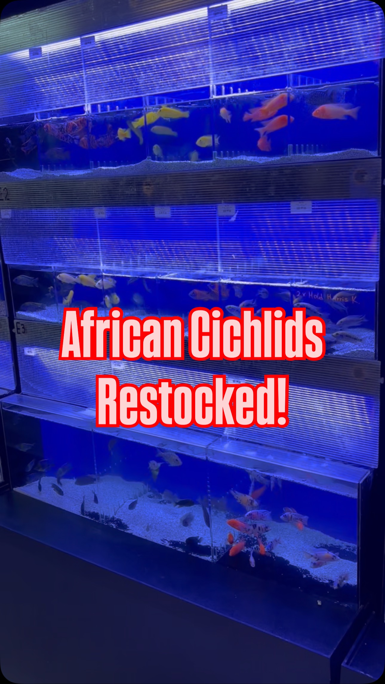 African Cichlids are back in stock! 🎉
Fresh, colorful, and full of personality! We’ve restocked a great selection of African cichlids. Perfect for adding movement and bold color to your tank.
Stop by and check them out while selection is best #reeftank #plantedtank #fish #aquarium #charlottenc