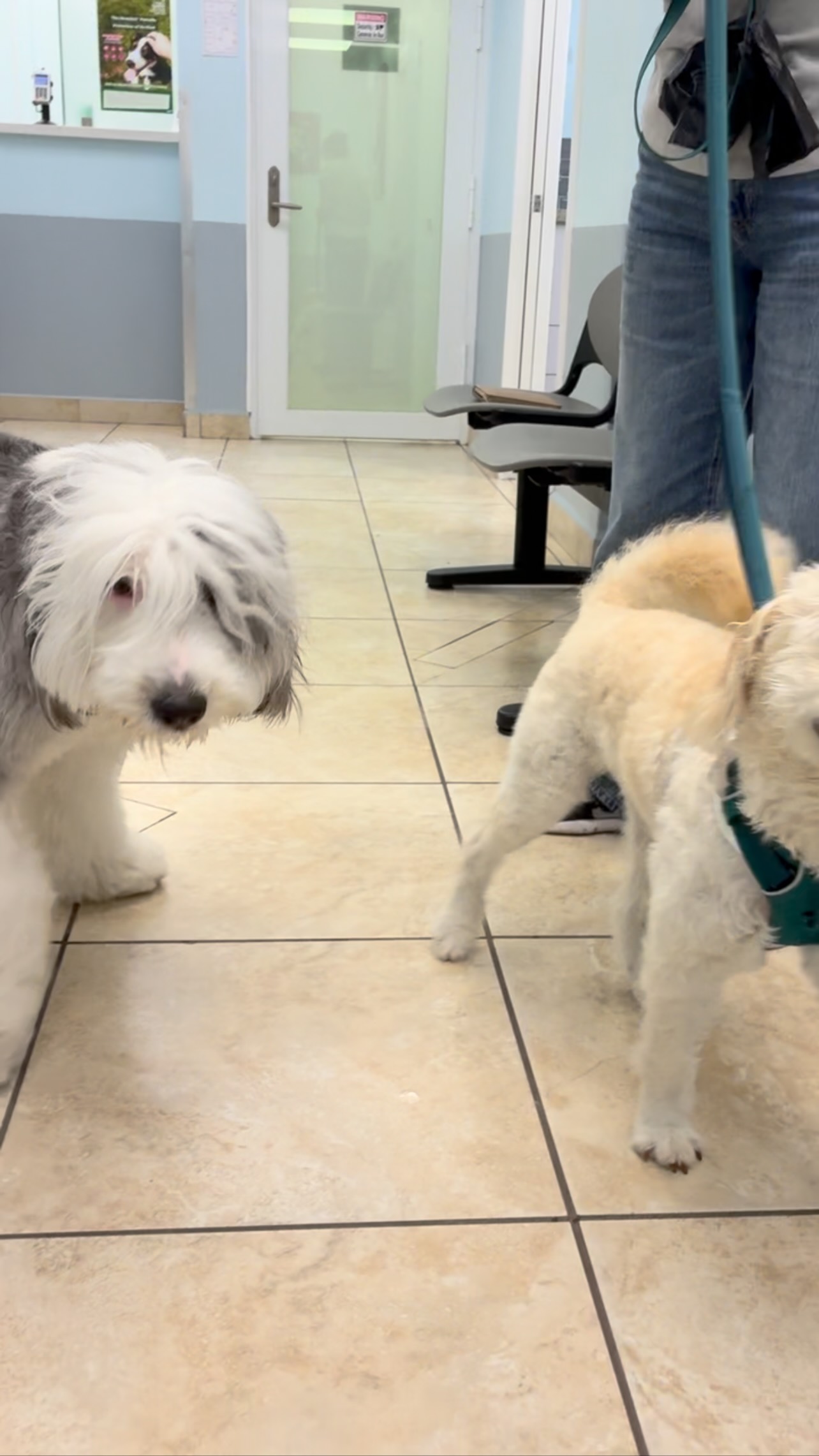 Palmetto Animal Clinic
📲305-824-9990
📍1919 W 68 St. Hialeah, Fl 33014
🌐Website:
https://www.palmettoanimalclinic.net
#palmettoanimalclinic #florida #miami #hialeah #veterinarymedicine vettech vetmed PalmettoAnimalClinic NewPatient FurFamily WelcomeLittleOne