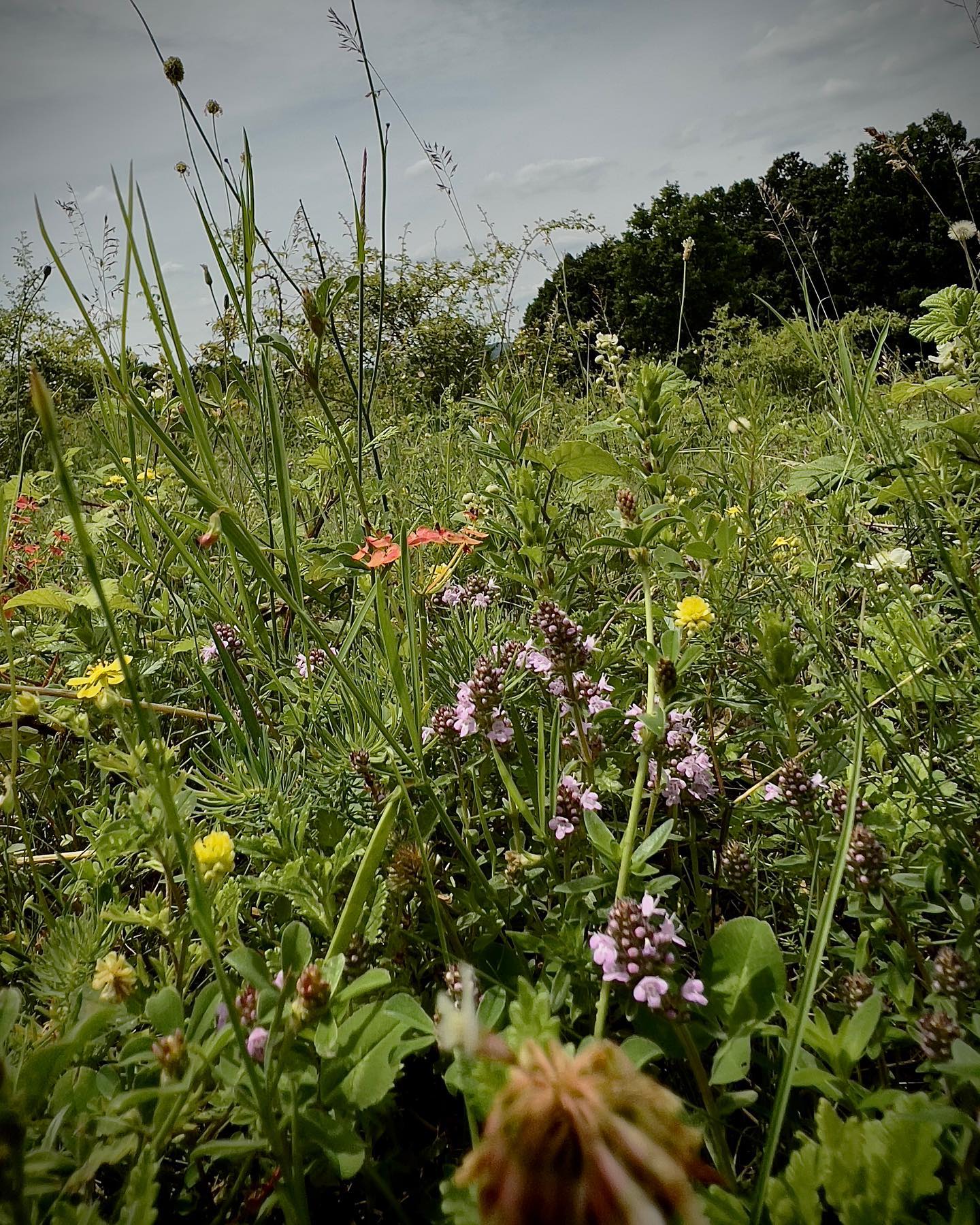 @financialtimes once quoted, that “Romania has probably the most unique wild flower meadows left in Europe”. They were 100% right. Thyme, camomile , wild raspberry, common wormwood, St John’s wort - our fields are nature’s pharmacy. #wildromania #wilderness #foodpharmacy #healing #healingherbs