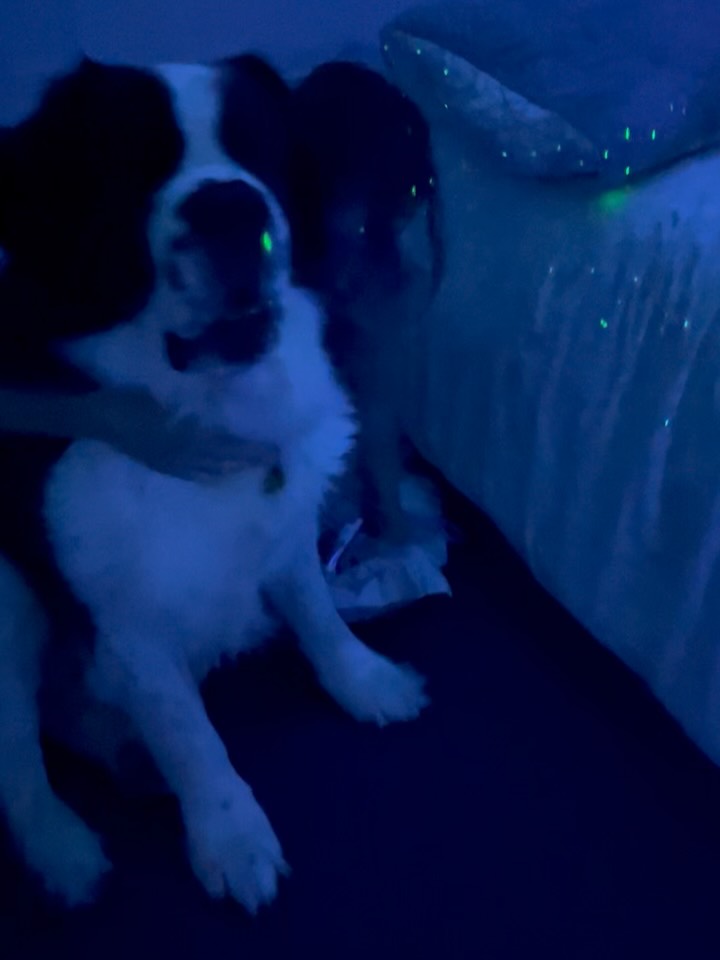 Welcome to my new series - #thepetsofbirth.
Where we take a moment to peek at animals while their humans are in the midst of labour and birth. These guys can be some of the biggest oxytocin providers! Some are intuitive and want to stay close, others are wondering what the heck is going on, all are beyond cute and deserve a spot on the grid.
Meet Barney, the giant doggo supporting @larissa.price_ . This big doofus just wanted to stay close to Riss, which was really rude because *I* just wanted pupper snuggles 😂🤷♀️
Thanks for letting us share your boy, Riss 😘
• Follow along for more cuteness •
Do you have photos/videos of your pet at your labour/birth and are happy for me to share? Send ‘em on through 🤗
#birth #labour #doula #melbournedoula