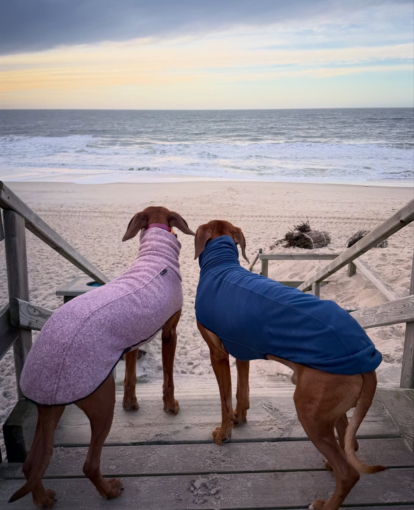 Wir checken nur kurz die Lage… danach geht’s los im Galopp !
.
.
.
#rhodesianridgeback #beachdog #🐶 #hundeliebe #ridgebacksofinstagram