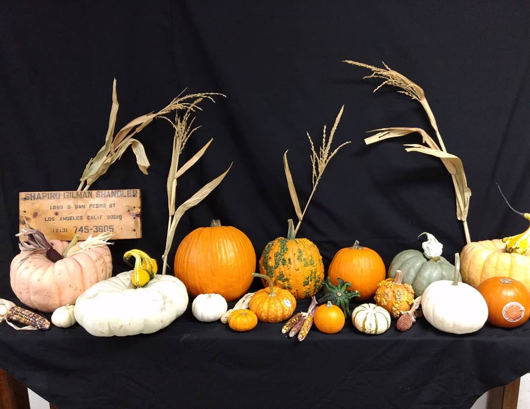 #Halloween #halloweenproduce #SGSProduce #pumpkins #gourds #knuckleheadpumpkin #tigerbabie #miniwhitepumpkins #miniorangepumpkins #blancopumpkins #piepumpkins #pampumpkins #fairytalepumpkins #jarradalepumpkins #cinderellapumpkins #wartypumpkins