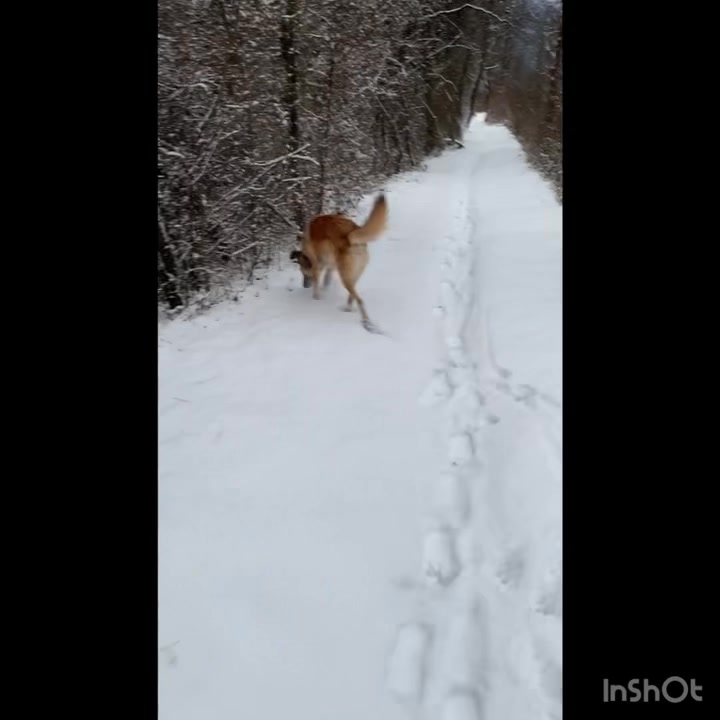 Mein grosser „Knaller“ im Schnee…
#care4animals #ajhundetraining #hundeglück #hundeleben #hundeliebe #hundetraining #gemeinsamunterwegsmithund