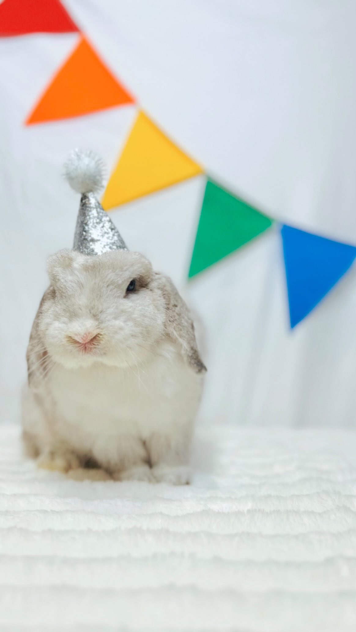 POV: you run a family rabbitry and accidentally pick a favourite 🏆
Honestly though, Lacey is just the sweetest. Not only is she an amazing mom, she is fully litter box trained, friendly & SO affectionate (good chance she will become our family pet once she is retired from our program).
Sweet bunnies like this do exist and you can find them here! For more information about our rabbitry, upcoming litters, and/or adoption process, comment below or click the link in bio.
#hollandlop #hollandlopcanada #trendingreels #familyrunbusiness #adorablepets