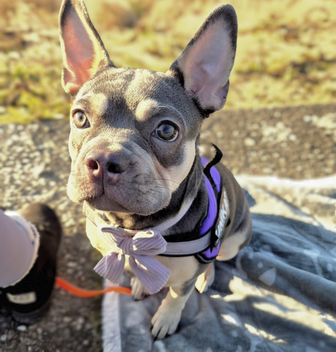 Bezaubernde Priya in blue tan. 🥹❤️
Klein aber fein. 🥹❤️
Wer sagt kleine Exemplare können nicht sportlich sein? Mit ihren 7 Monaten wiegt Priya „federleichte“ 8kg. So schwer wie die Eltern wird sie wohl nicht. Ihre Hundemama sagt, sie sei verspielt, wild, tollpatschig und gleichermassen auch verschmust. Sie klaut gerne Tücher aller Art. Putzen tut sie zwar damit leider nicht, aber zumindest sammelt sie alles ein was rumliegt. Auch praktisch. 🤷♀️😂 Sie hat auf alle Fälle ein ganz tolles Zuhause, wo sie über alles geliebt wird. 🥰❤️
#AlphaBully #frenchiemitnase #retrofrenchie #französischebulldoggeschweiz