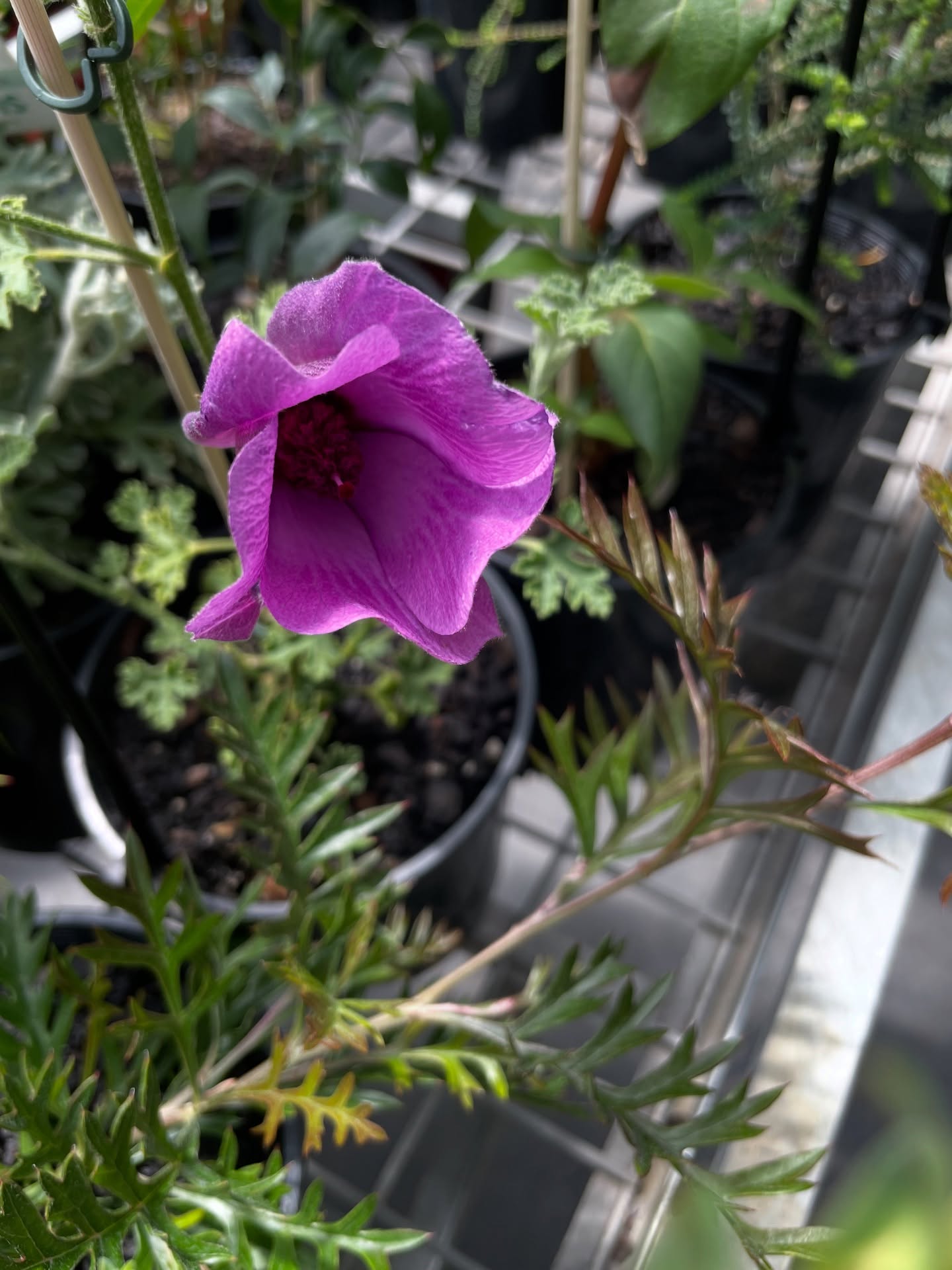 New delivery! Lots of unusual Australian natives as well as your old favourites; Flannel flowers, Kangaroo Paws, Banksias, Boronias, Lemon Myrtle’s, Grass Trees, Grevilleas and lots more. Many of them in flower.
Aussie natives are perfect for Melbourne’s changeable weather and harsh conditions. Talk to us about your requirements and we can suggest the ideal plant.
Prices start from $17.50
Open Tuesday to Saturday 10am - 5pm
Sunday 10am - 4pm
#australiannativeplants #australiannatives #toughplants #unusualplants #aussienativeplants