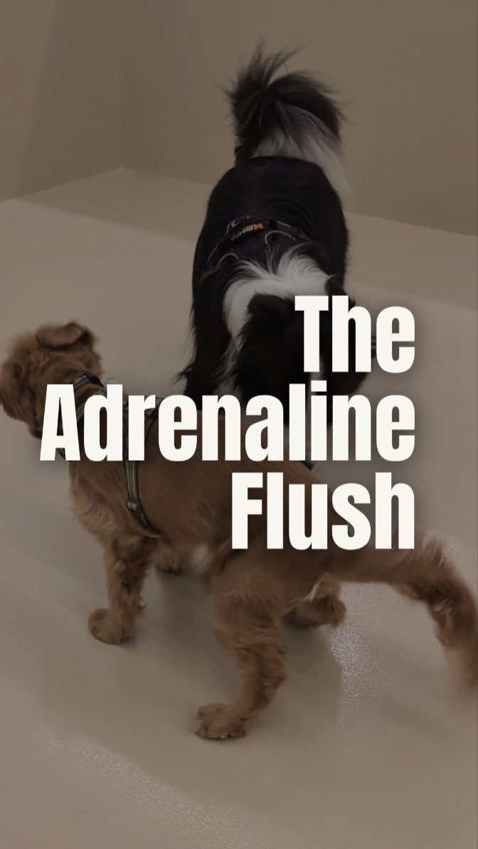 The hidden science behind the "Shake Off". ๐
What looks like a simple shake is actually a vital emotional tool for dogs.
At Wags, we focus on ๐ฎ๐ฟ๐ผ๐๐๐ฎ๐น ๐ฟ๐ฒ๐ด๐๐น๐ฎ๐๐ถ๐ผ๐ป. They don't just learn how to play well; we also want them to learn how to:
โก ๐๐ถ๐๐ฐ๐ต๐ฎ๐ฟ๐ด๐ฒ ๐ฏ๐๐ถ๐น๐-๐๐ฝ ๐๐ฒ๐ป๐๐ถ๐ผ๐ป.
๐ ๐๐ผ๐๐ฒ๐ฟ ๐๐ต๐ฒ๐ถ๐ฟ ๐ผ๐๐ป ๐ฎ๐ฟ๐ผ๐๐๐ฎ๐น ๐น๐ฒ๐๐ฒ๐น๐.
๐งโโ๏ธ ๐ฆ๐ฒ๐น๐ณ-๐ฟ๐ฒ๐ด๐๐น๐ฎ๐๐ฒ ๐ฏ๐ฎ๐ฐ๐ธ ๐๐ผ ๐ป๐ฒ๐๐๐ฟ๐ฎ๐น.
Teaching a dog to find their own calm is the foundation of our Calmness Firstโข philosophy.
Did you spot a "reset" with your dog today? Tell us what happened in the comments! ๐
#CalnnessFirst #DogBodyLanguage #DogBehaviour #SelfRegulation #DogsOfSingapore