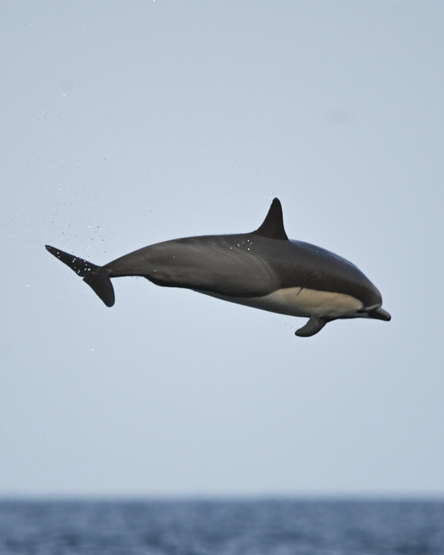 Hasta 1994, todos los delfines comunes eran considerados una sola especie. Hoy sabemos que dentro de este género existen al menos dos: el de rostro corto (Delphinus delphis) y el de rostro largo (Delphinus capensis). 🗂️🐬
El cuerpo del delfín común de rostro corto es inconfundible: dorso gris oscuro, vientre blanco y un parche torácico que va del beige al ocre. Ese contraste se extiende hacia la cola y forma el famoso patrón de reloj de arena en sus costados. ¡Una marca tan linda y especial! ⌛️
¿Crees que lo reconocerías a la distancia?
— ENG —
Until 1994, all common dolphins were considered a single species. Today we know that within this genus there are at least two: the short-beaked dolphin (Delphinus delphis) and the long-beaked dolphin (Delphinus capensis). 🗂️🐬
The short-beaked common dolphin's body is unmistakable: a dark gray back, a white belly, and a chest patch that ranges from beige to ochre. This contrast extends to the tail, forming the famous hourglass pattern on its sides. Such a beautiful and distinctive marking! ⌛️
Do you think you could recognize it from a distance?
-
-
-
-
-
delfines libres, delfines salvajes, delfines en libertad, avistamiento de delfines, cetáceos, proyecto cetaceo, conservación marina, animales marinos, océanos libres, turismo responsable, fauna marina, educación marina, respeto a la vida silvestre, biodiversidad marina, libertad animal, no al cautiverio, ecoturismo, fotógrafos de naturaleza, fotografía marina