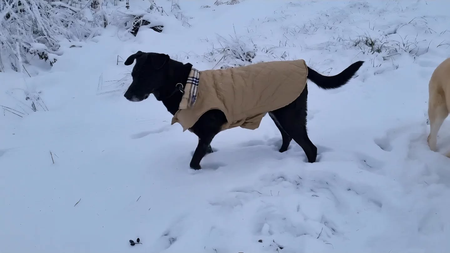 ...... mit der Bande unterwegs und Moppi = Sam, der Südspanier, friert nicht so schnell bei minus10 Grad 🥶 ❄️☃️💙🤍🐾
#winterwonderland #winter #hundebande