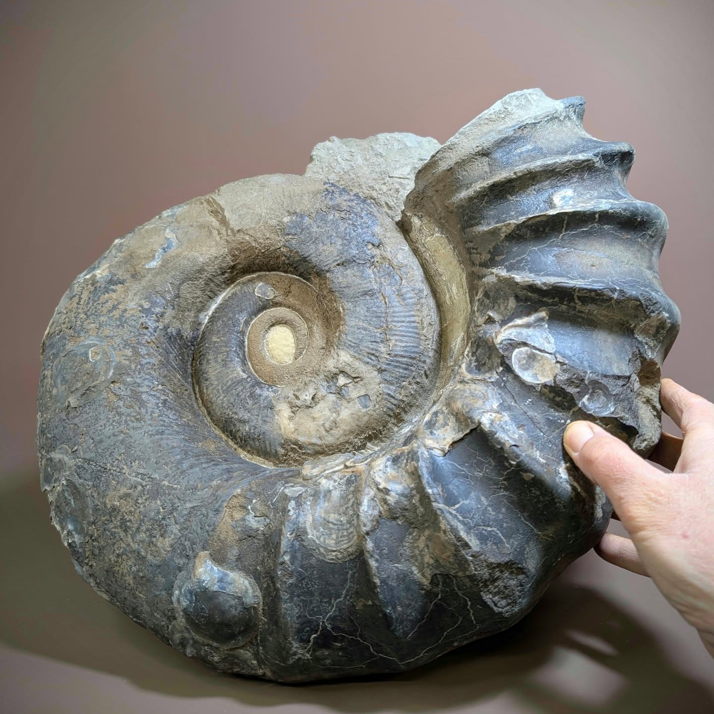 Knowing the unpredictable preservation of Tropaeum ammonites from the Isle of Wight, I nearly gave up on this one because the phosphatic sutures suddenly stopped, only to be confronted with a large fossilized oyster, harder rock, and a loss of the ammonite. However, perseverance is often a worthwhile endeavor in fossil preparation. The fossil was soon rediscovered and ended up being one of the most complete Tropaeum bowerbanki ammonites I have prepared to date. This one was prepared for @jack.wonfor.
#museum #fossils #paleontology #ammonite #isleofwight AncientHistory
