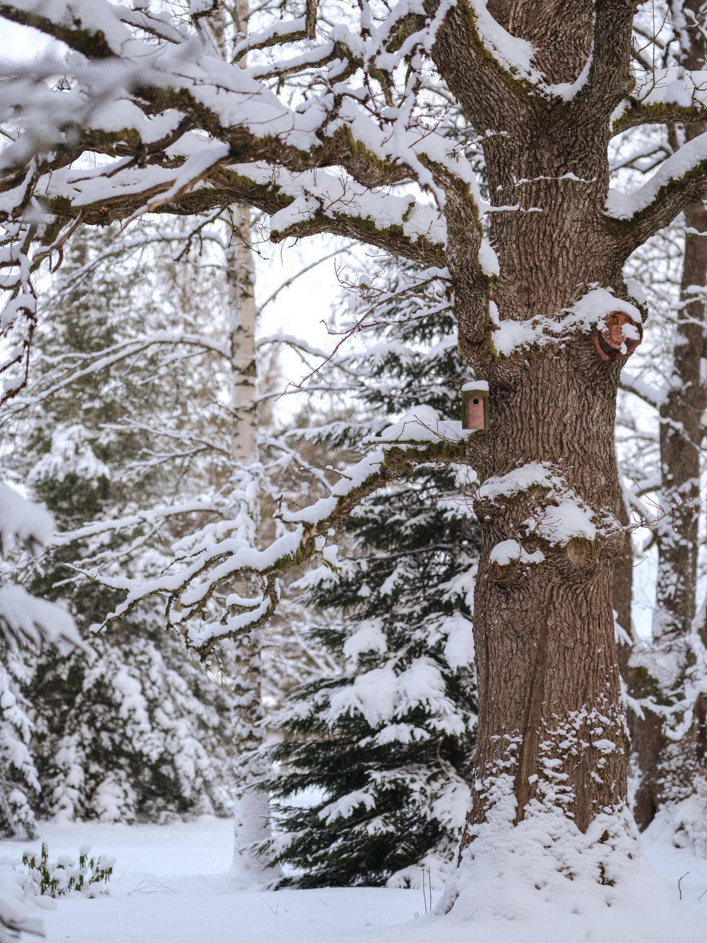 A year ago I was dreaming of these exact scenes 🤍
Trotting in knee-deep snow, feeding the birds, listening to the gentle sound of the stream, discovering fresh tracks and wondering who they belong to… the simplest things that all mean one thing - home 🌿
#estoniannature #backhome #wintermagic