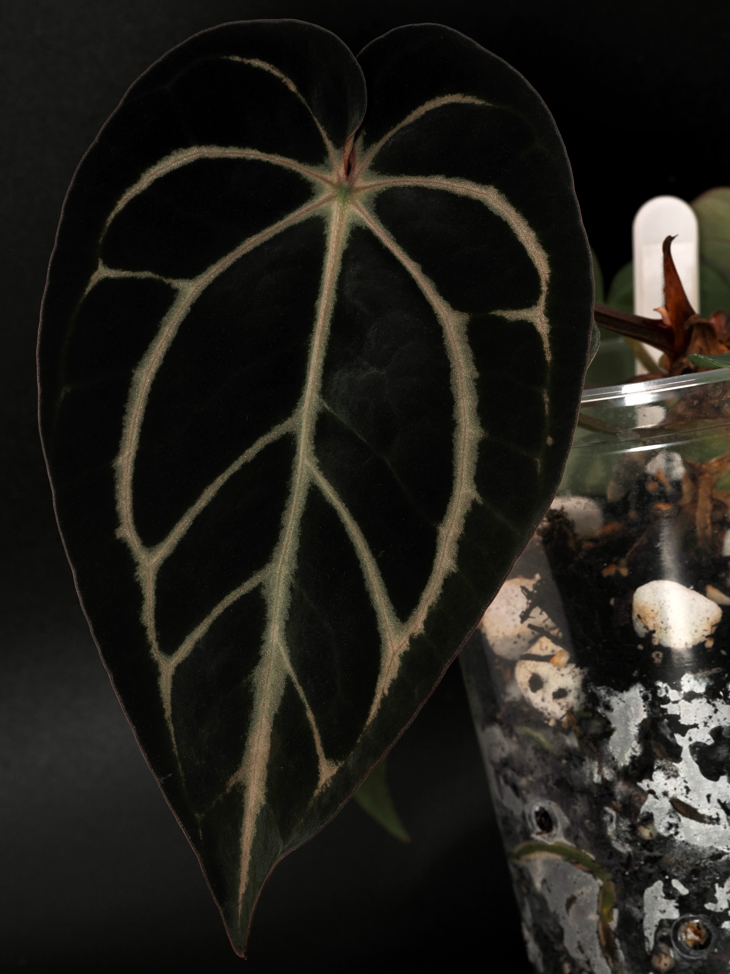 Carla OG1 x RA 5x10
#anthuriumcarlablackiae #anthuriums #aroidcollector #velvetleaves
