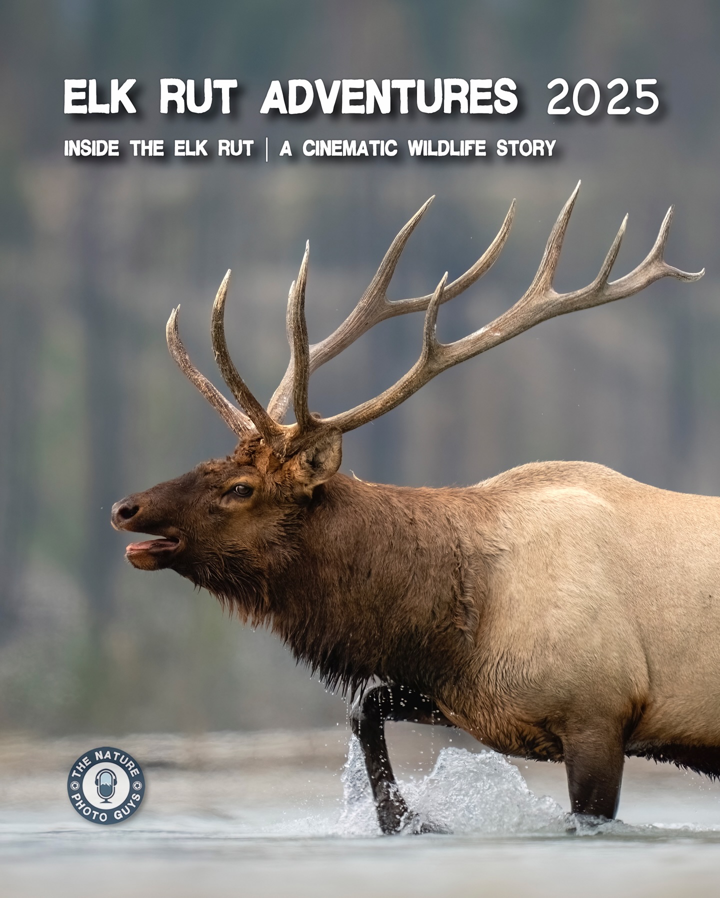 📷 NEW EPISODE 🎙️
🍁 Fall in the Canadian Rockies means one thing... The Elk Rut!
In this episode of The Nature Photo Guys, Chris and Joe head into the mountains to experience one of nature’s most intense and dramatic wildlife events. From echoing bugles to quiet moments waiting for the light, this is what it’s really like to be out there during peak season.
If you love wildlife photography, elk behaviour, or the raw beauty of fall in the Rockies, this one’s for you.
📺 Watch the full episode:
www.youtube.com/TheNaturePhotoGuys
#ElkRut #CanadianRockies #WildlifePhotography #AutumnInTheRockies #TheNaturePhotoGuys