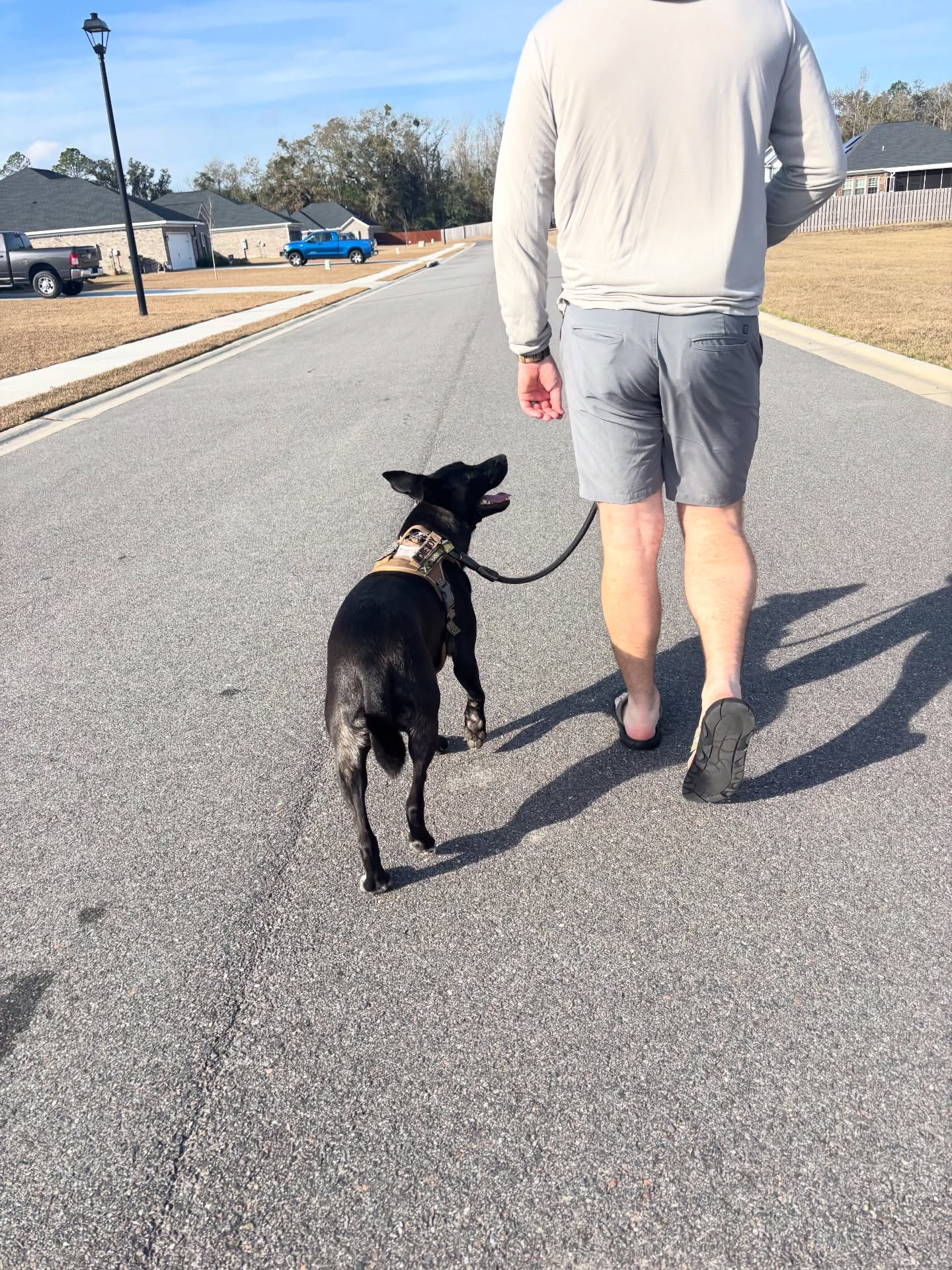 Say hello to Archie! This handsome guy just started his private lesson journey with us
Walking on a leash might look easy, but for a dog like Archie, the world is one big distraction.
Private lessons allow us to work at Archie’s pace, tackling his specific “big feelings” about other dogs, squirrels and smells. Great job, Archie!
#happyhoundsdogtraining #leashwalking #rescuedoglove