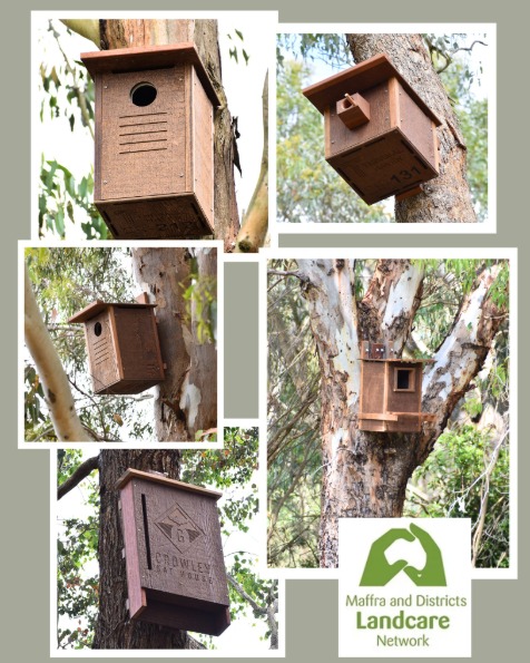 Thanks Heyfield Adventure Hub for the generous write up on our latest nest box project at the Heyfield Wetlands!
This project supports tree hollow–dependent species such as birds, microbats and possums. Tree hollows provide essential refuge from predators and harsh weather, as well as vital breeding and roosting opportunities. However, it can take 150–200 years for eucalyptus trees to naturally form hollows, making this project a crucial investment in the future of our native wildlife.
As part of the project, 20 nest boxes of various sizes were installed throughout the wetlands. These high-quality boxes were expertly built by @thermalhavennestboxes and installed by the team at @agiletreeworks
An ongoing fauna monitoring program will commence in 2026, facilitated by MDLN alongside local primary school students and volunteers. This hands-on program will offer a valuable opportunity to learn about biodiversity, conservation and animal behaviour.
Want to get involved?
If you would like to volunteer in the monitoring program, contact Callam at ag@mdln.com.
The project has been generously funded by @orsted Australia and @wellingtonshirevic and thanks to our Advising Wildlife Ecologist @estellecarm for helping us design a truly meaningful project for wildlife conservation.
#heyfieldadventurehub #nestboxproject #landcare #conservation #faunamonitoringprogram #maffralandcare