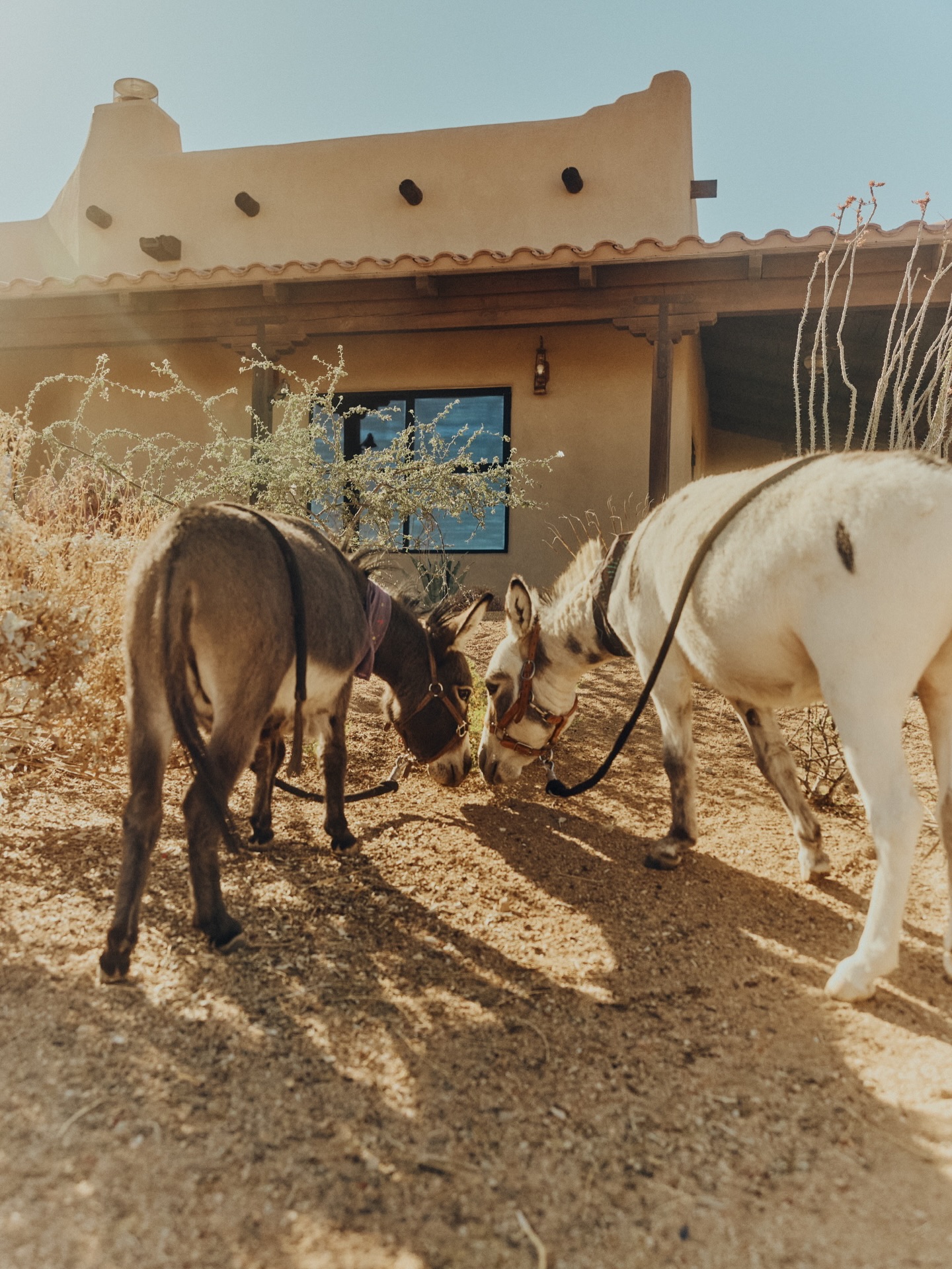Local legends at home in the Mojave @mojaveminidonkeys .
Two of our favorite house guests, Wolfie and Geronimo, show us how to simply live. They embody that desert life so perfectly.
These two definitely deserve a special place on our grid and in your feed.
PC: @victoriaposhphotography
#minidonkeys #joshuatree #desertexperience #explore #pioneertown