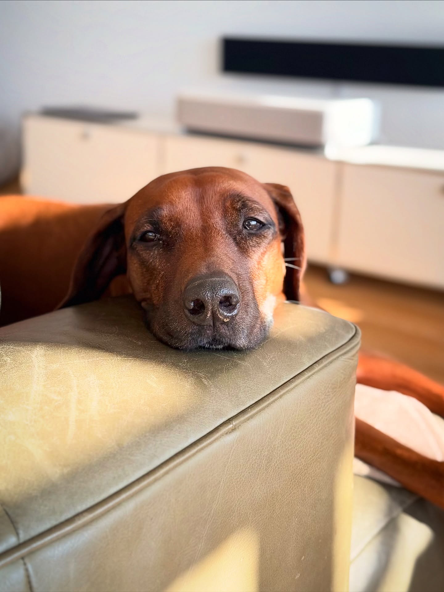 Winter vor der Tür, Sommer auf dem Sofa ❄️☀️
Ivy ✨♥️
.
.
#rhodesianridgeback #hundeliebe #ridgebacklove #🐶 #sofadog