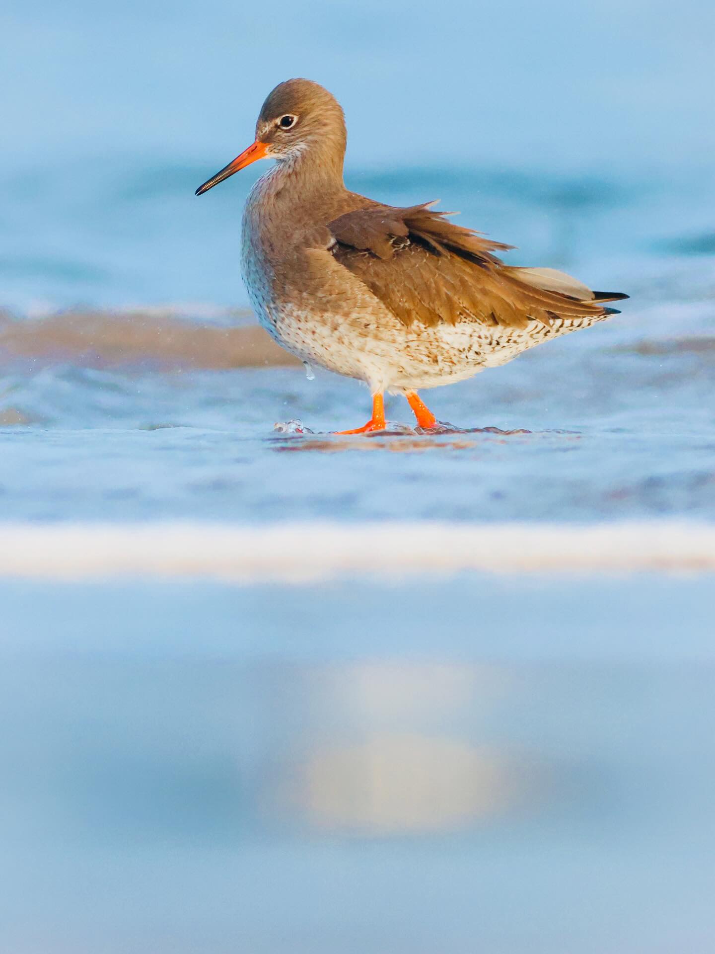 One subject, many possibilities. This is the best way to see and make better photos. On my recent Scottish Shores photo workshop (first of the year), we spent some sunrise moments with this elegant redshank feeding along the tide. Swipe along for what we explored -
- shooting into the light for silhouettes
- focussing on colour and reflections
- including seaside town and shore for a sense of place
- filling the frame vs letting the frame breathe