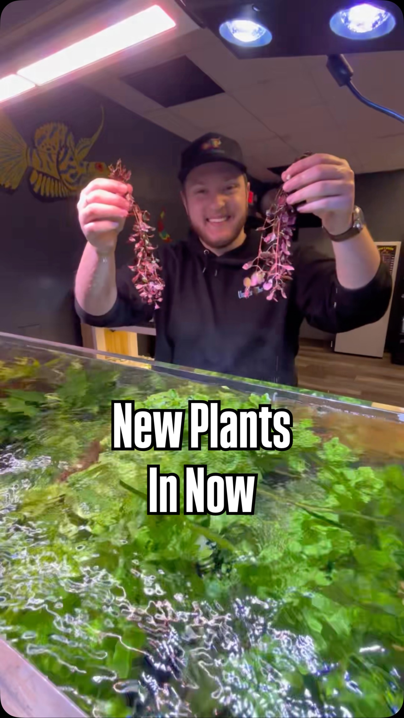 There’s nothing like fresh plants 🌿
We just brought in a new batch of aquarium plants to help you build a more natural, thriving setup. Great options for planted tanks of all sizes! Come take a look! Open from 12-5 today!