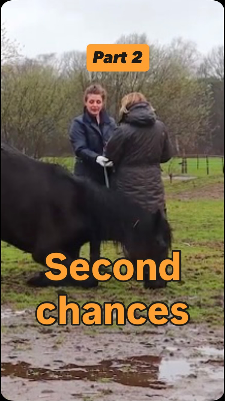 Sirius part 2
Horses show me time and time again, that our past and our experiences do not have to define our life. They also show me that we all need support and help sometimes.
In his youth Sirius had experienced loneliness, something that really left an imprint. And the way he was coping, stood in the way of his “happy ever after” by breaking the downward spiral and giving him new tools he was almost ready to embrace his new life. But when it comes to loneliness we really need to reconnect with old pains, while being acompanied by a loving and compassionate withness. As if the connection and love in the here and now, needs to finds it’s way to the pieces of our soul that are stuck in the past. To acompany and embrace them in the here and now. ❤️🙏😌
#horses #healing #equinetherapy #horsewhisperer #animalcommunication #animalrights #healingwithhorses #heartcoherence #horsewelfare #animalwelfare #energywork #heal #secondchances #rescue #rescuehorse #rescuecentre