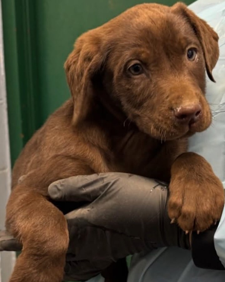 Looking for a specific breed? Check your local shelter first! These gorgeous chocolate lab puppies found their forever homes at @yoloanimalshelter—proof that you don't need a breeder to find purebreds. Shelters often have the exact breed, age, and personality you want at a fraction of the cost.
#princeandpals #dontabandon #dogs #dogrescues #dogrescue #rescue #adopt