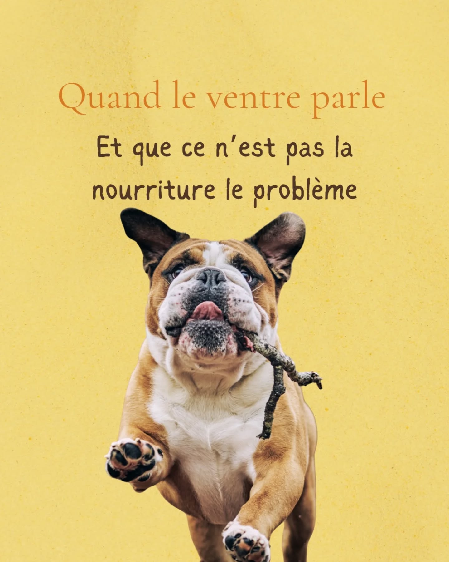 Vomissements réguliers, selles molles, appétit instable…
Quand les troubles digestifs s’installent chez un chien, le premier réflexe est souvent de regarder la gamelle.
Changer de croquettes, tester des gammes “sensibles”, passer sur du vétérinaire…
Et parfois, malgré tout ça, rien ne s’améliore.
C’est ce que vivait cette gardienne : sur le papier, tout était correct.
Mais son chien continuait d’aller mal.
Lors de la première communication animale, il ne m’a pas parlé de nourriture.
Il m’a montré des tensions, des peurs, une boule au ventre.
Un chien toujours sur le qui-vive, qui anticipe, qui se contracte, qui ne sait plus vraiment se poser.
En avançant dans l’échange, l’histoire est apparue : un changement d’environnement, une séparation, des repères modifiés.
Rien de spectaculaire, mais suffisamment pour que son système nerveux reste bloqué en alerte.
Ce jour-là, j’ai expliqué une chose essentielle à sa gardienne : son ventre n’était pas le problème, son ventre parlait du problème.
Quand le système nerveux reste en tension, le système endocrinien libère en continu des hormones de stress.
Dans cet état, le corps ne digère plus normalement, il se protège.
La nourriture devient alors un révélateur, pas la cause.
L’accompagnement mis en place n’a pas été de multiplier les changements alimentaires, mais de soutenir le corps autrement : apaiser le système nerveux, renforcer la sécurité intérieure, relâcher les tensions, en respectant son rythme.
Les troubles digestifs ne racontent pas toujours un souci de croquettes.
Très souvent, ils expriment une peur qui n’a pas trouvé de mots, un corps qui n’a pas encore intégré qu’il est en sécurité.
La digestion n’est pas qu’une affaire d’alimentation.
C’est aussi une affaire de sécurité intérieure.
Si ton animal présente des troubles digestifs persistants malgré une alimentation adaptée, et que tu sens que quelque chose de plus profond se joue, tu peux m’écrire.