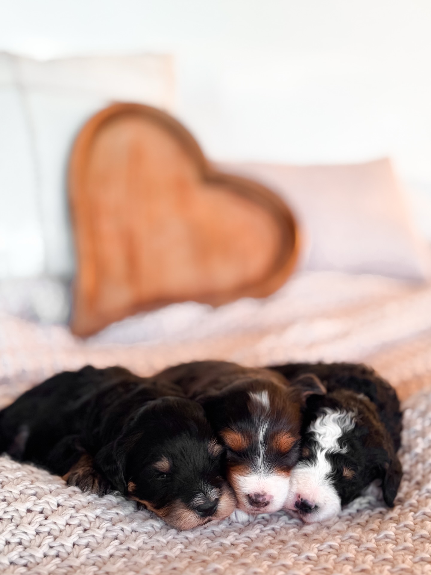 Three weeks with our Joy in the Journey tiny Bernedoodles ๐คโจ
Eyes are open, little personalities are beginning to peek through, and these sweet babies are starting to discover the world around them. Itโs such a fun stage full of wobbly steps, sleepy snuggles, and those first moments of curiosity that remind us why we love this journey so much.
We do have spots still available, and these littles will be heading home just in time for Valentineโs Day ๐พ๐ If your heartโs been waiting for a tiny Bernedoodle to love, this might be your sign.
Follow along as their journey continues. Thereโs so much goodness ahead ๐ค