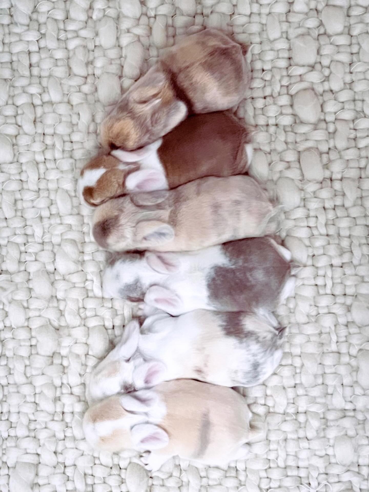 Cozy litter update 🤍 🤎🩶 Which one would you choose?!
#hollandlopbunny #bcbreeder #familyraisedbunnies #ethicalbreeder #petbunny