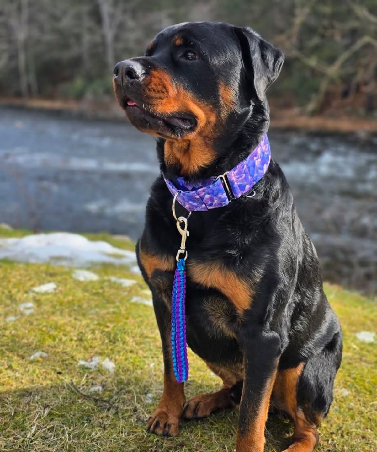 From the owner:
"Creed’s custom set from Pupparazzi is EVERYTHING 💜🏔️
This thick 2” collar with the purple mountain print is stunning on him, and the matching paracord traffic lead is perfect for quick, close control on walks or in the house.
What really impressed me: the craftsmanship is solid, the fit is perfect, and you can tell it’s made with care. And the best part? She has a ton of styles and can make gear for basically any size/pup vibe you can dream up.
If you’ve been thinking about custom gear… this is your sign. 🐾✨
Some of my Favorite features is an additional metal D-ring.To put tags so that it 's not on the same D ring as your lead. Multiple options from regular flat collars to martingale's with or without buckles or chains. Custom prong collar covers that are adorable. And litterally, over 2,000 patterns to choose from."
🩵💜😍THANK YOU! 😍💜🩵