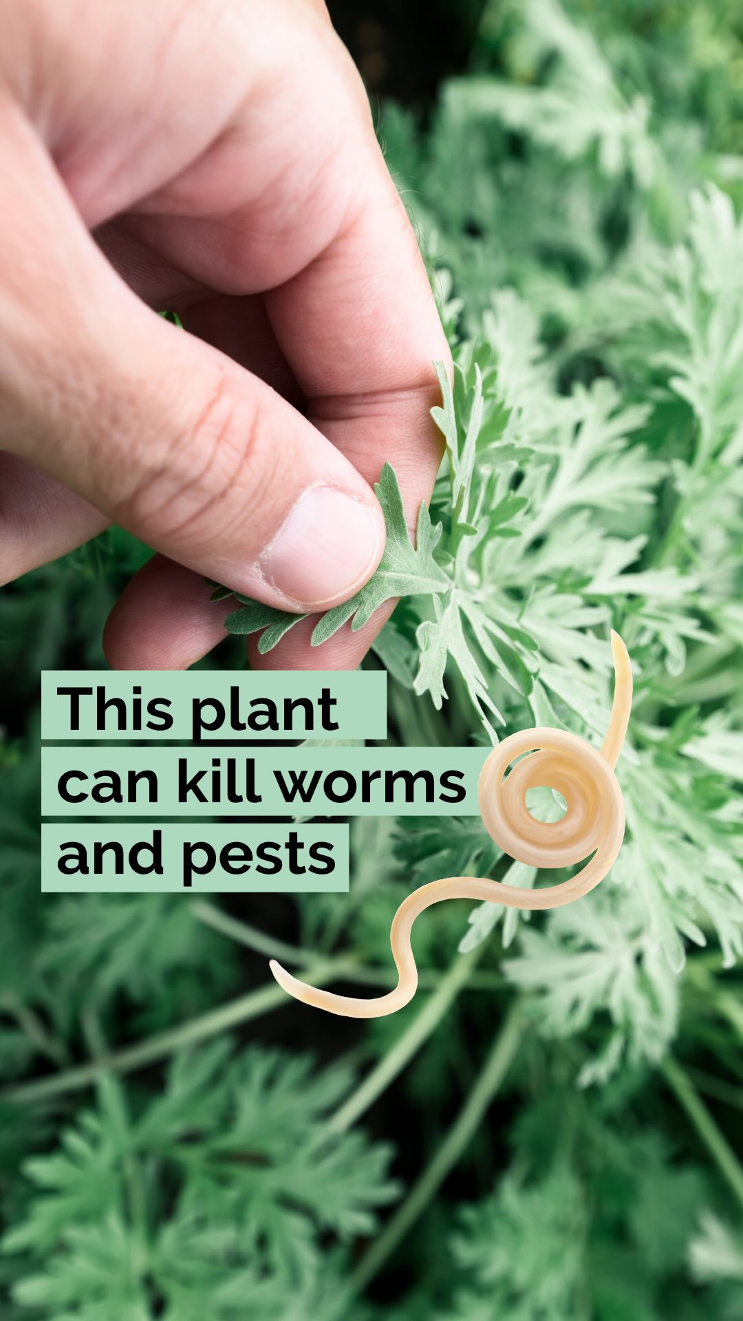 Wormwood (Artemisia absinthium) is one of the mostĀ ancient bitter herbsĀ for issues involvingĀ intestinal worms and parasites.
The name āWormwoodā isnāt accidental:āØFor thousands of years, herbalists used this plant because of itsĀ intensely bitter compoundsĀ like thujone and absinthin. Historically, these bitter phytochemicals were believed to help the body create an internal environment that wasĀ unwelcoming for parasitesĀ and supportive of natural digestive cleansing.
āØThe famous drink āabsintheā is an anise-flavored spirit derived from several plants, including Wormwood flowers and leaves together with green anise, sweet fennel, and other medicinal and culinary herbs. It was wildly popular in the 19th century but banned for most of the 20th century. Only recently the ban has been lifted.āØ
Other uses for Wormwood:āØšµĀ Mild herbal teaĀ (very small amounts ā itās extremely bitter)āØš„Ā Burning the dried plantĀ for its aroma āØš§ŗĀ Clothing + closet sachetsĀ to repel insectsāØš±Ā Grow it in the gardenĀ to keep pests away
ā ļøĀ Important garden tip:āØWormwood is hardy, low-maintenance and a powerful herb to add to your garden. However, it releases compounds that can inhibit nearby plants.āØAlways grow it in a container or keep it separated from your herbs and veggies.
š Save or share if you think this can help a friend (super nice if you do) š«¶
š Follow@helloherbal.world for tips and DIYS for non-toxic living, natural care and herbal remedies
#Wormwood #HerbalMedicine #ParasiteCleanse #GutHealth #HerbalRemedies #HerbGarden #BitterHerbs #GardeningTips #PlantWisdom #NaturalLiving