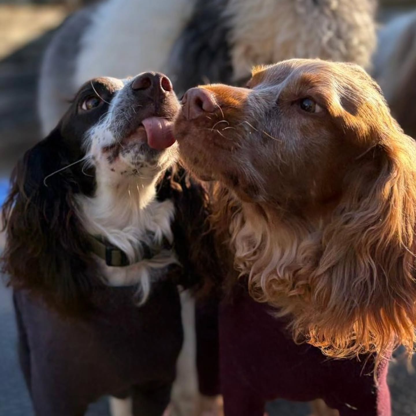 Doggy Daycare 🐕 ❤️