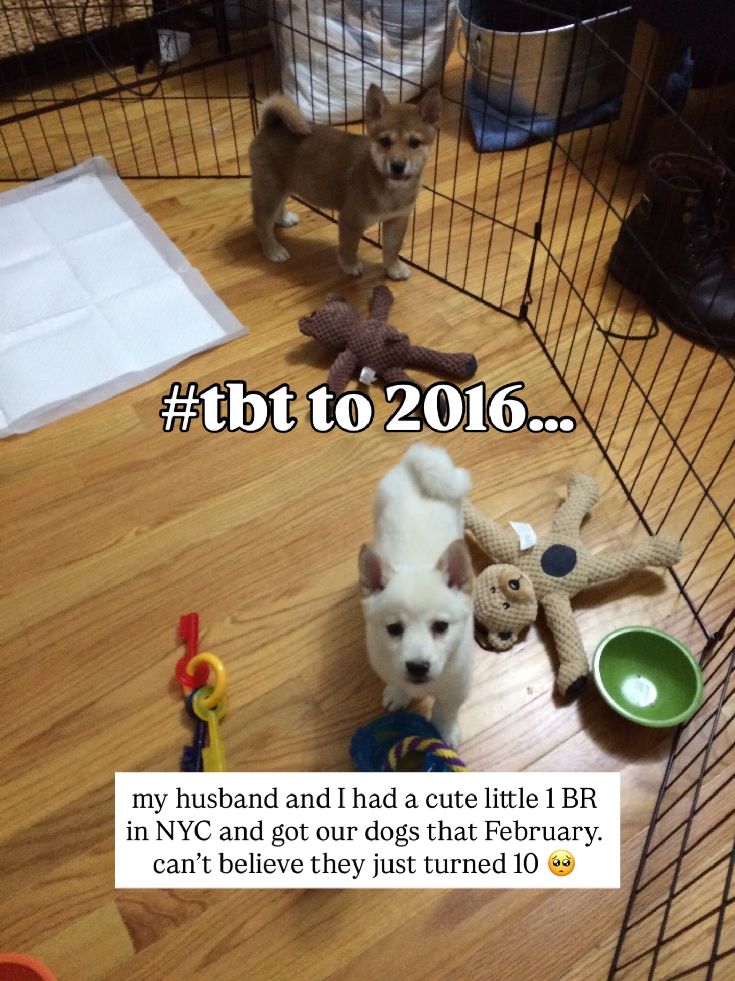 I heard we were bringing back #tbt (Throwback Thursday)
Prekids. Travel and good food was all we cared about. Living in NYC with our friends and had just become puppy parents. Good times had by all 🤍
#tbt #millennial #millennials #2016