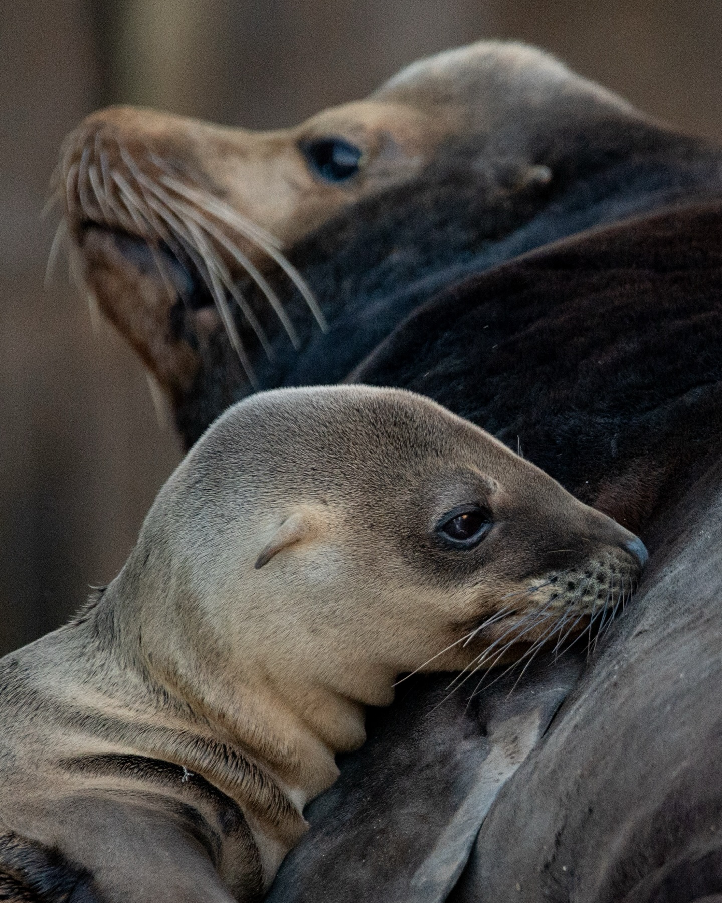 Bigotes, miradas curiosas y cuerpos acurrucados… 🦭🤎
Los lobos marinos californianos (Zalophus californianus) son animales profundamente sociales y gregarios. Por eso, no es raro ver a un lobito descansando junto a un macho adulto dentro de la colonia.
¿Y su mamá? 🤔 Seguramente salió a uno de sus viajes de alimentación mar adentro. Mientras tanto, el lobito se queda rodeado de otros miembros del grupo.
¿Te has detenido a observar cómo se relacionan entre ellos?
— ENG —
Whiskers, curious gazes, and snuggled bodies… 🦭🤎
California sea lions (Zalophus californianus) are deeply social and gregarious animals. That’s why it’s not uncommon to see a pup resting next to an adult male within the colony.
And its mother? 🤔 She’s probably gone out on one of her feeding trips offshore. Meanwhile, the pup stays surrounded by other members of the group.
Have you ever stopped to observe how they interact with each other?
-
-
-
-
-
sea lions, sea lions of instagram, los cabos 2026, lobos marinos, wildlife photography, wild nature, save the oceans, nature conservation, nature photography, whale watching, wild animals, stop captivity, no tanks, marine biology