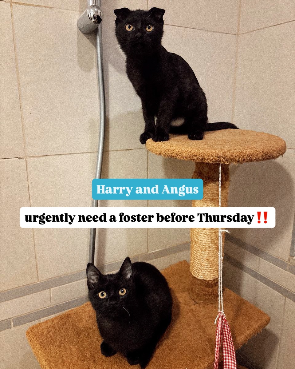 ‼️FOSTER HARRY & ANGUS🩵
These cute kittens were dumped in a carrier with their mom and sister.. they now urgently need a foster home before Thursday! Otherwise, they will sadly have no option but to go into a vet cage..
They’re young, playful and affectionate, and comforted by being together.
✅Food is provided, and all medical care is covered.
📍 Dubai
Please DM us if you can help 🙏🏼